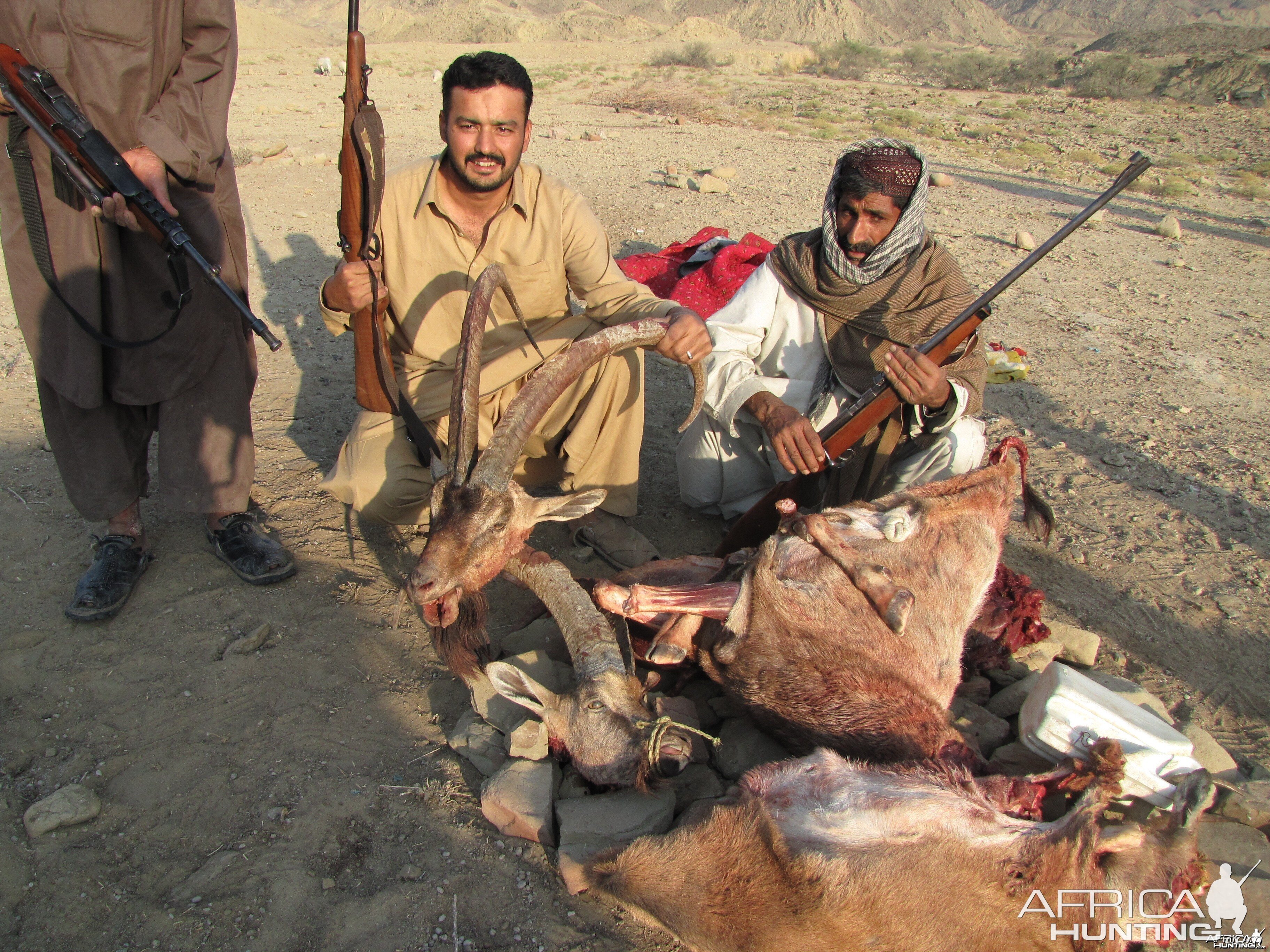 Ibex Pakistan