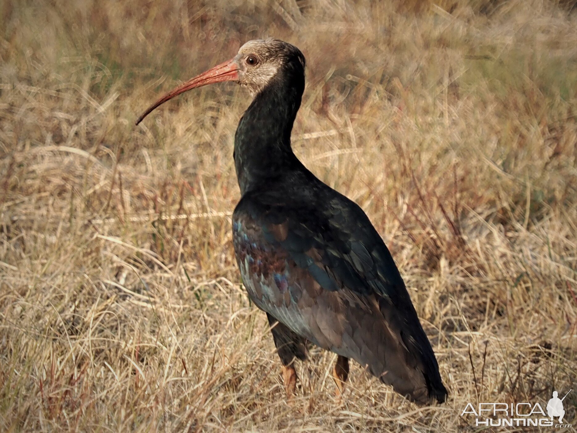 Ibis Bird South Africa