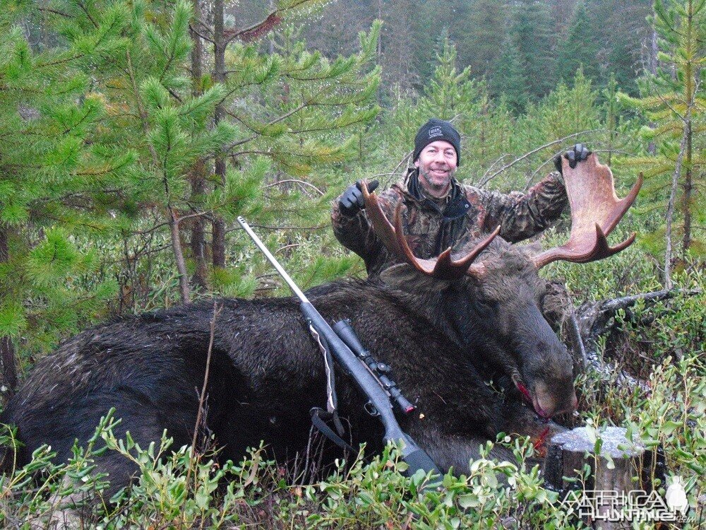 Idaho Shiras Bull