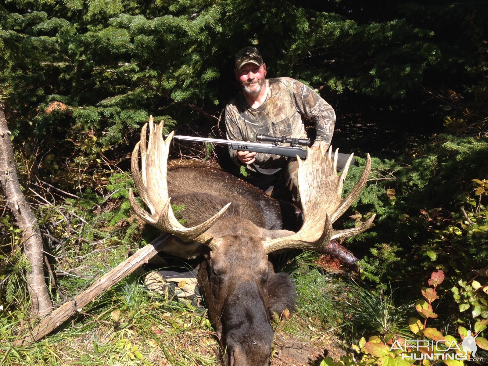 Idaho Shiras Moose