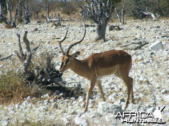 Impala at Etosha