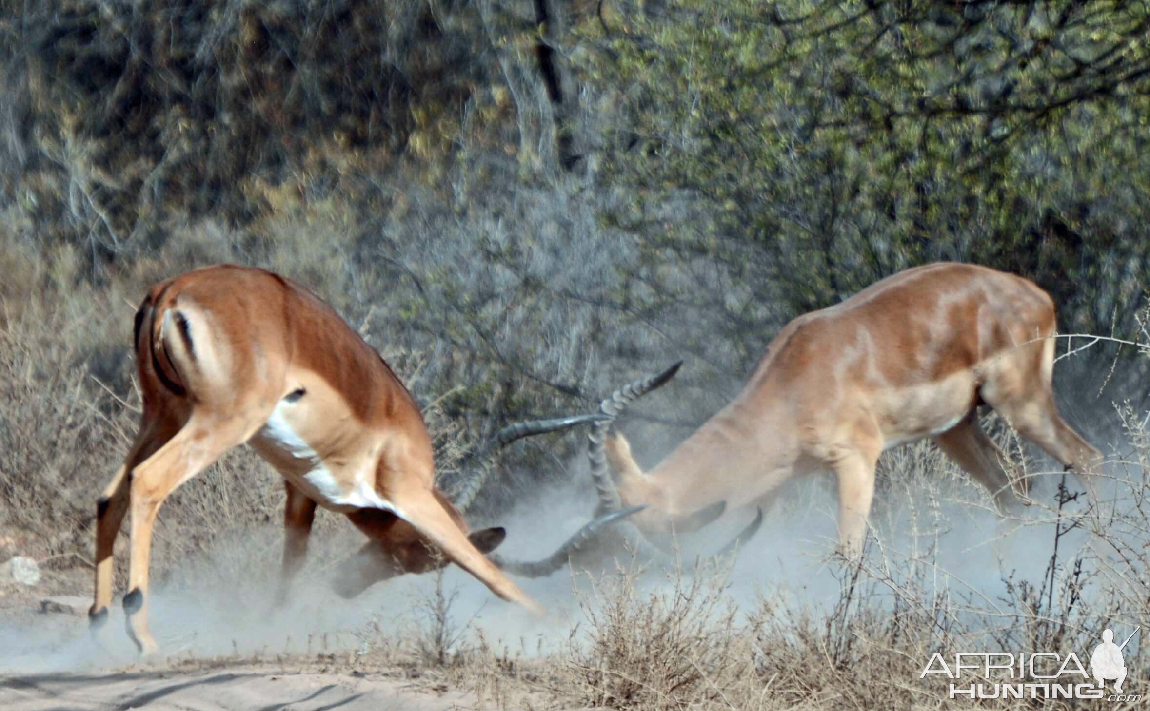 Impala at it! It was the rut!