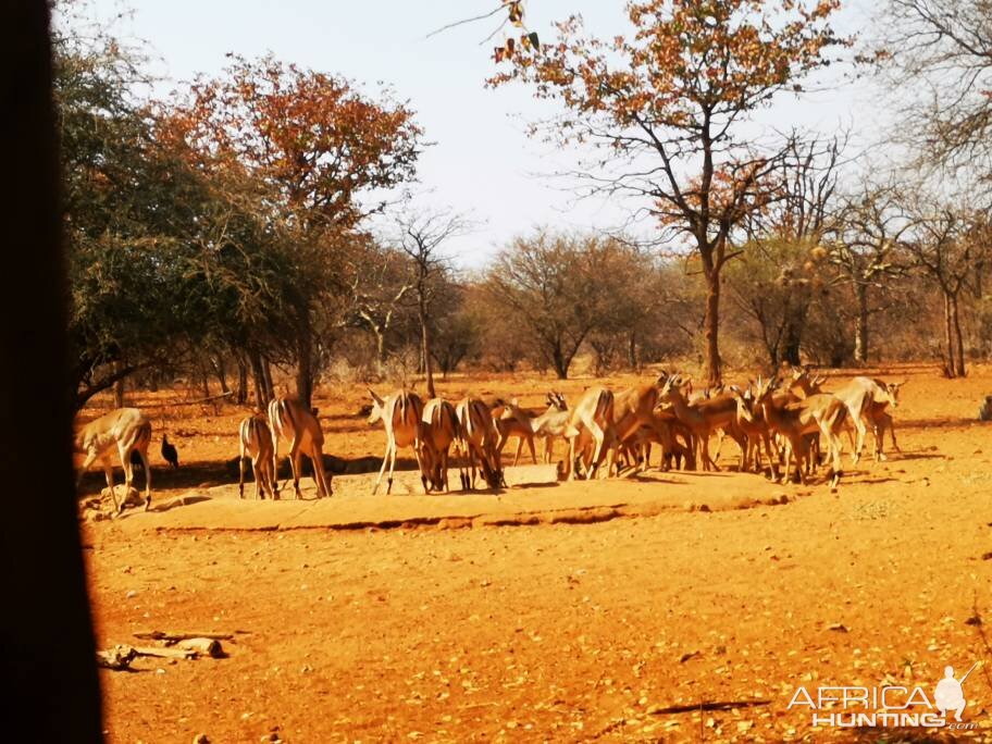 Impala at Waterhole South Africa