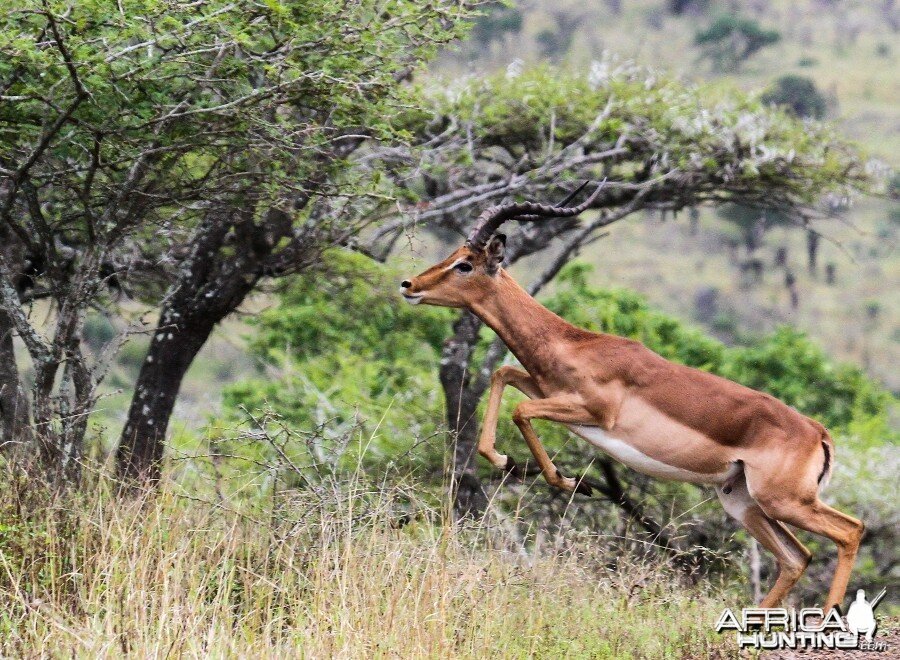 Impala at Zululand Rhino Reserve