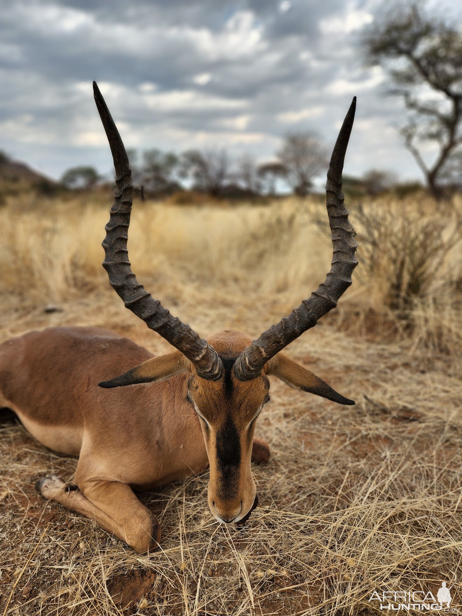 Impala Bow Hunt Namibia