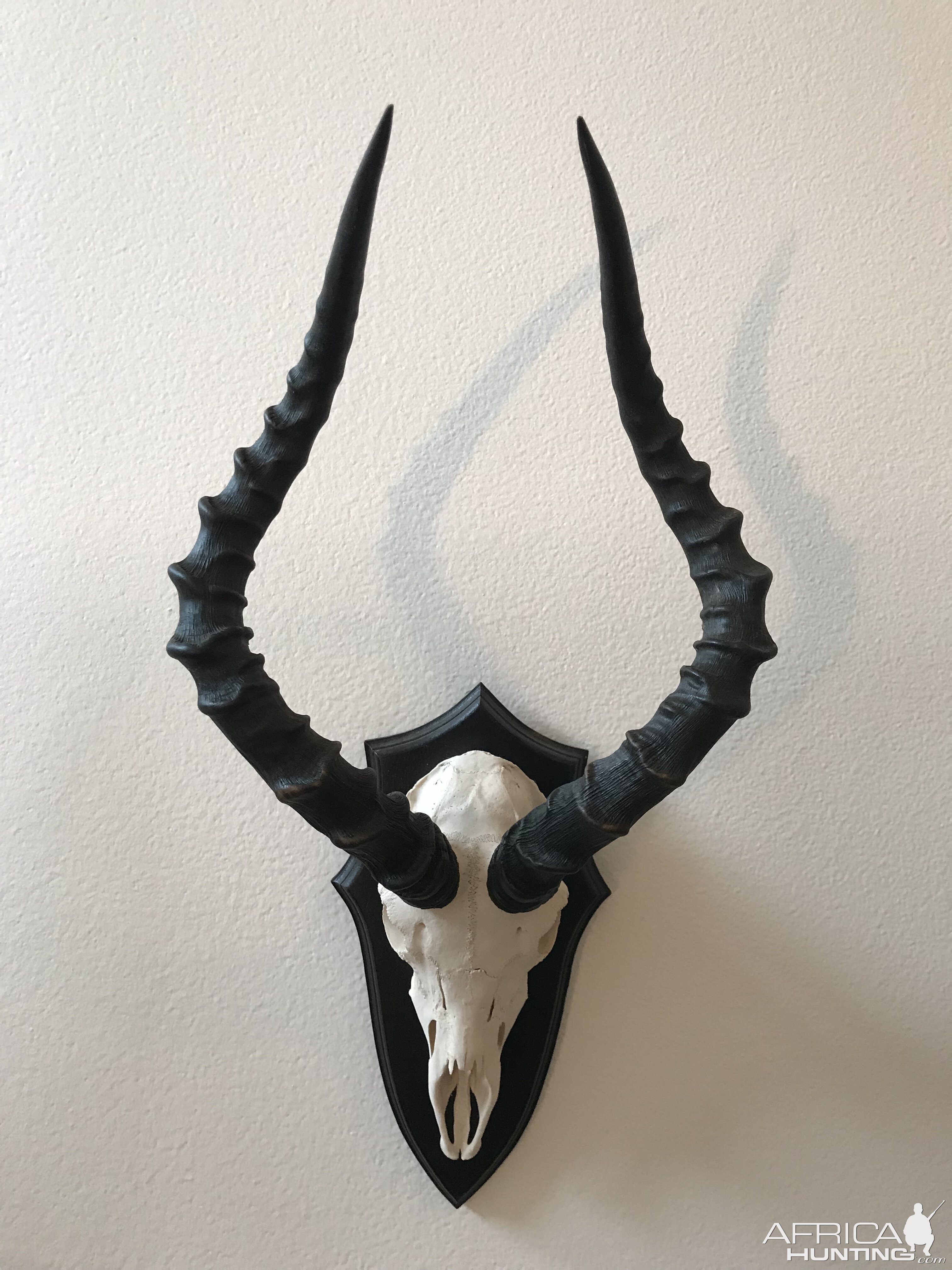 Impala European Skull Mount Taxidermy