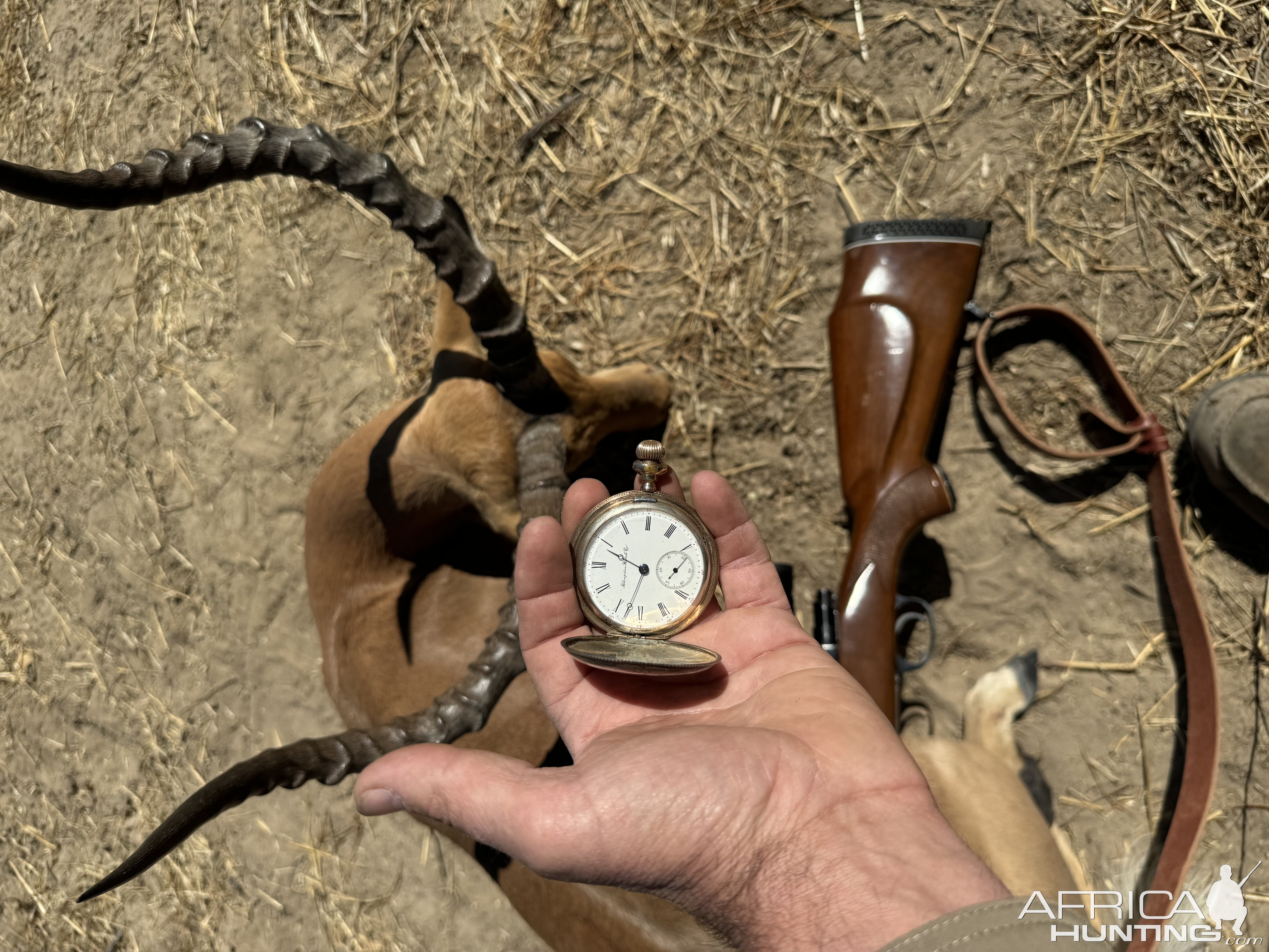 Impala Hunt Namibia