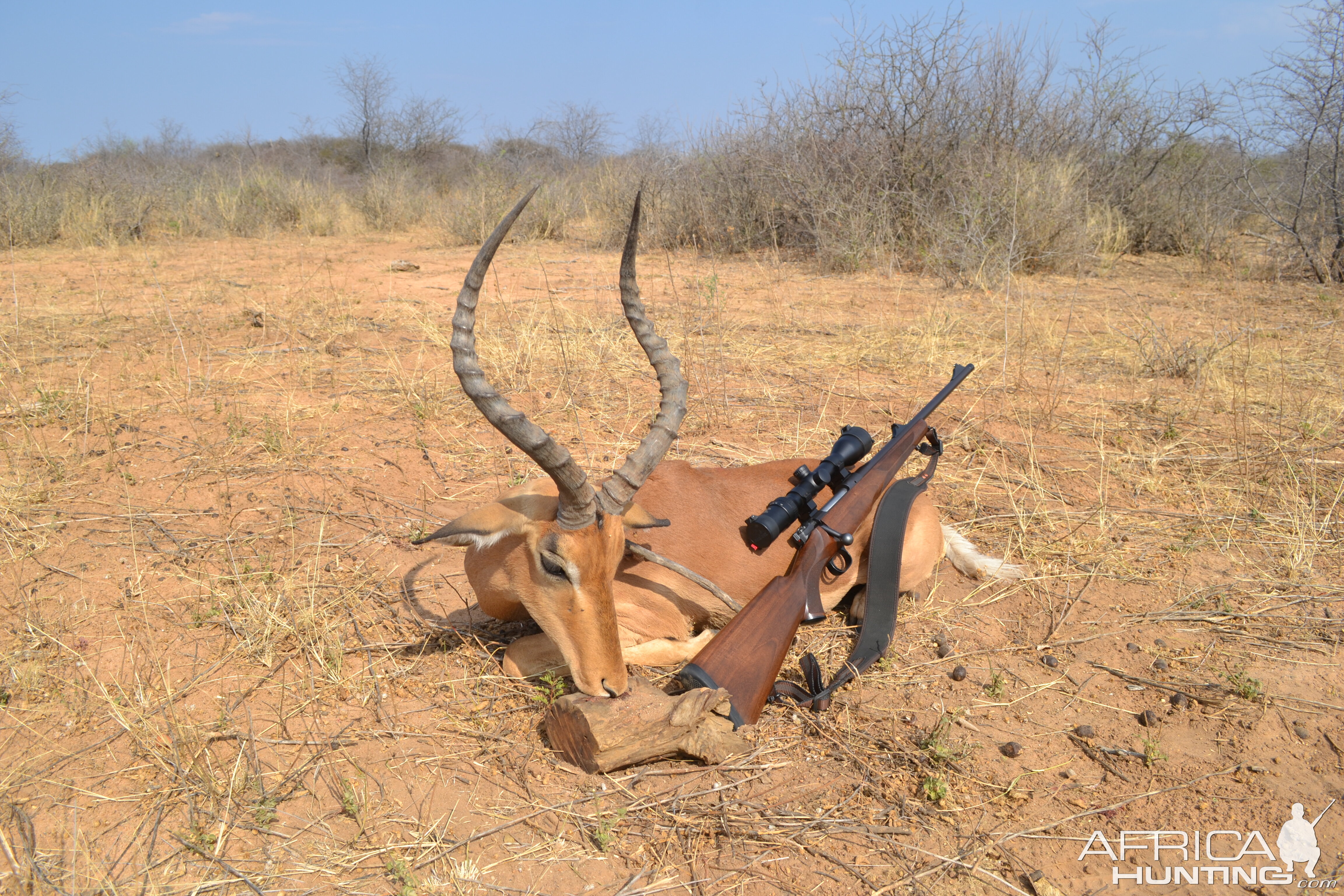 Impala Hunt Namibia