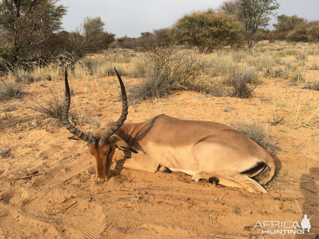 Impala Hunt South Africa  Kalahari Rangers