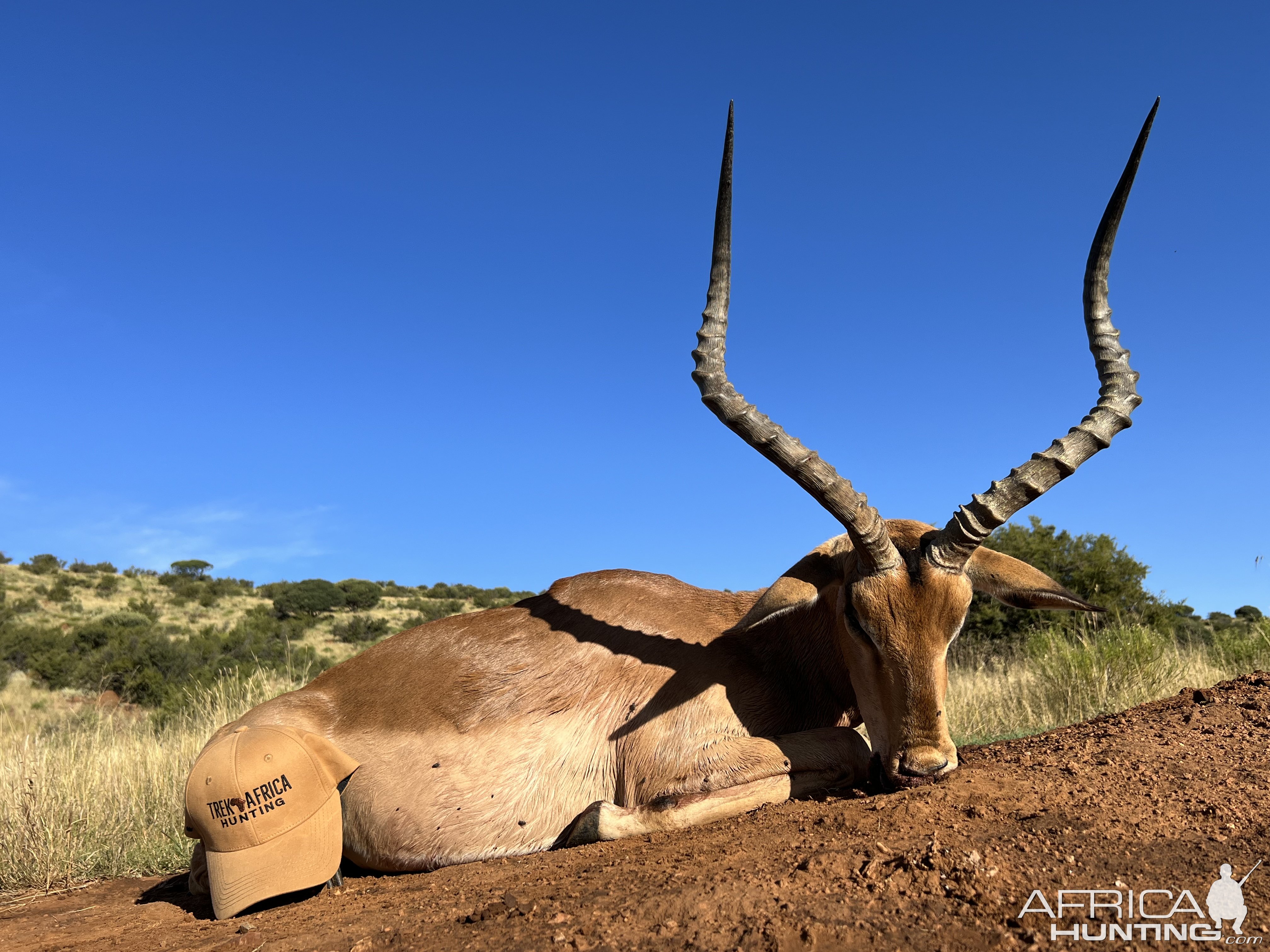 Impala Hunt South Africa