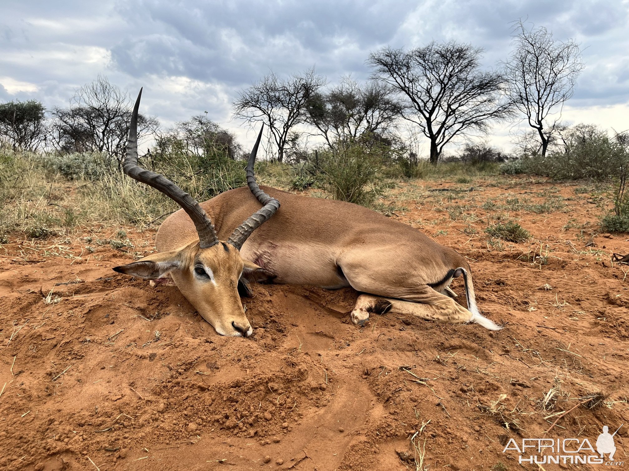 Impala Hunt South Africa