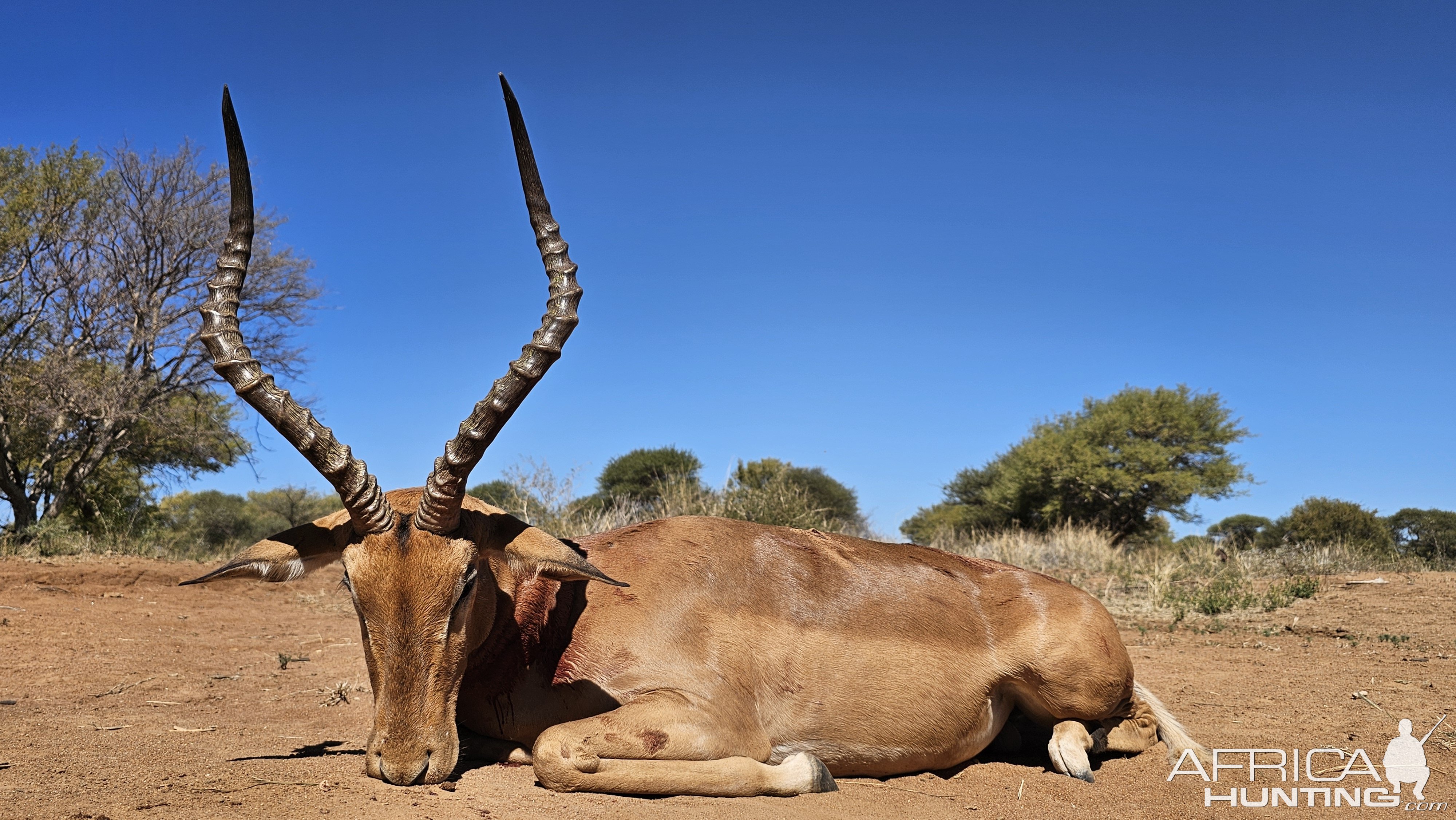Impala Hunt South Africa
