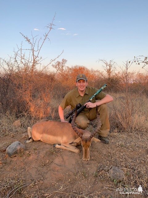 Impala Hunt South Africa