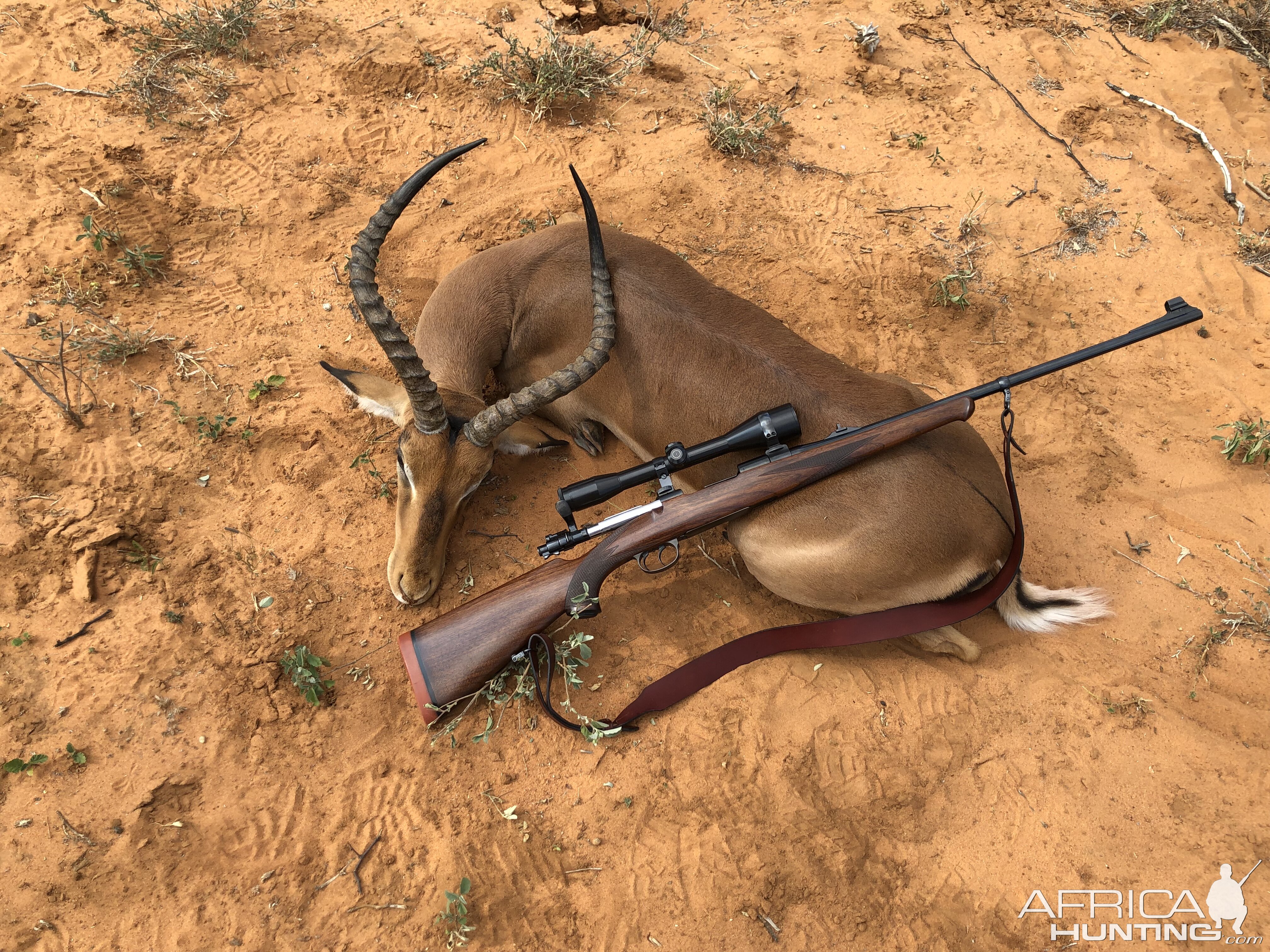 Impala Hunt South Africa