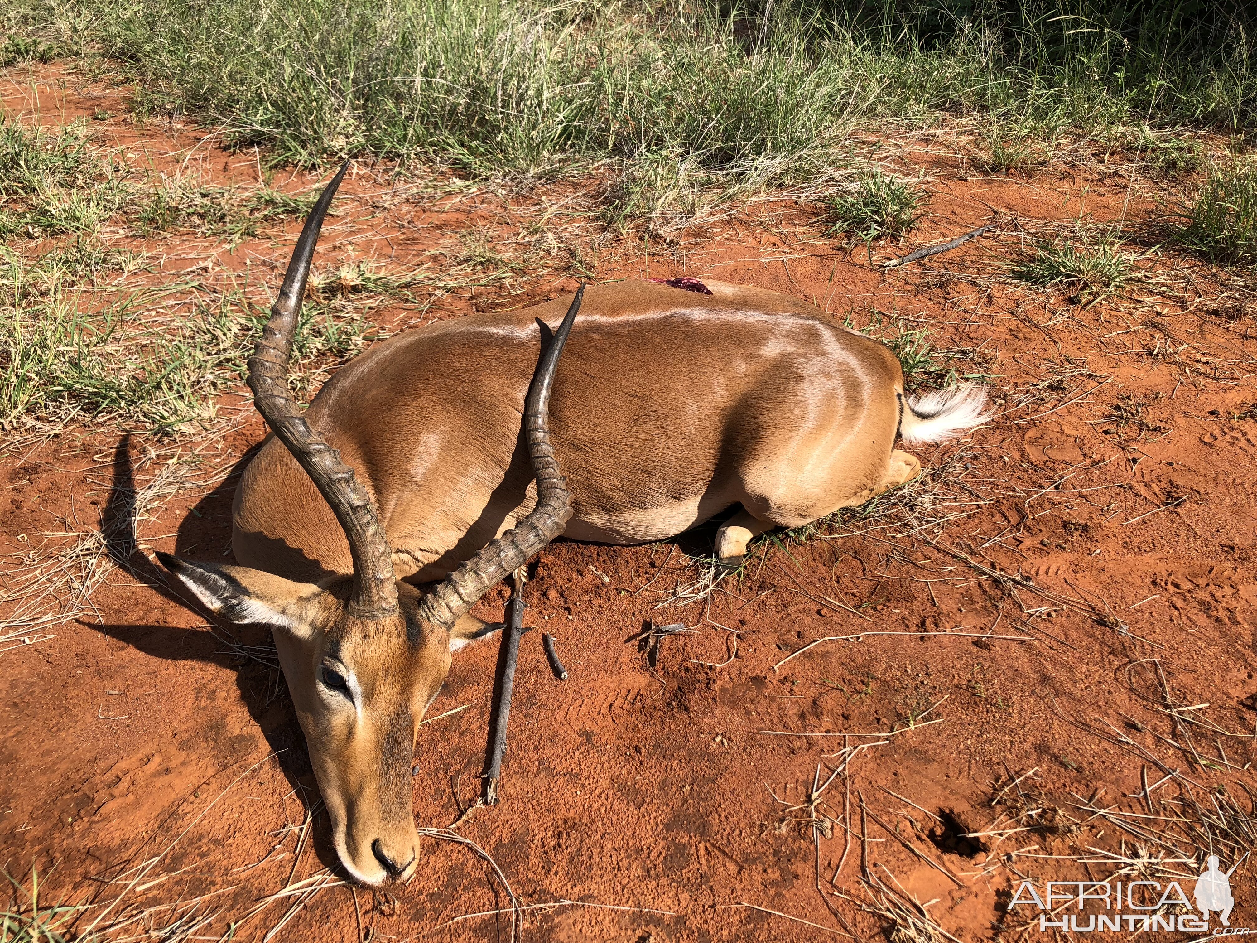 Impala Hunting in South Africa