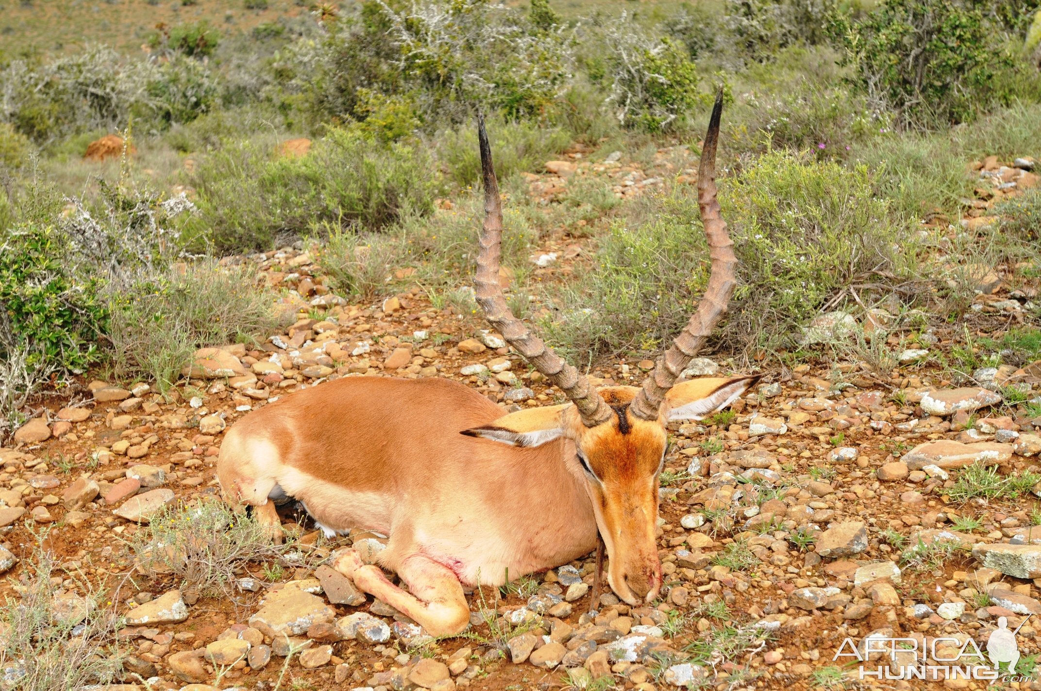 Impala Hunting Karoo South Africa