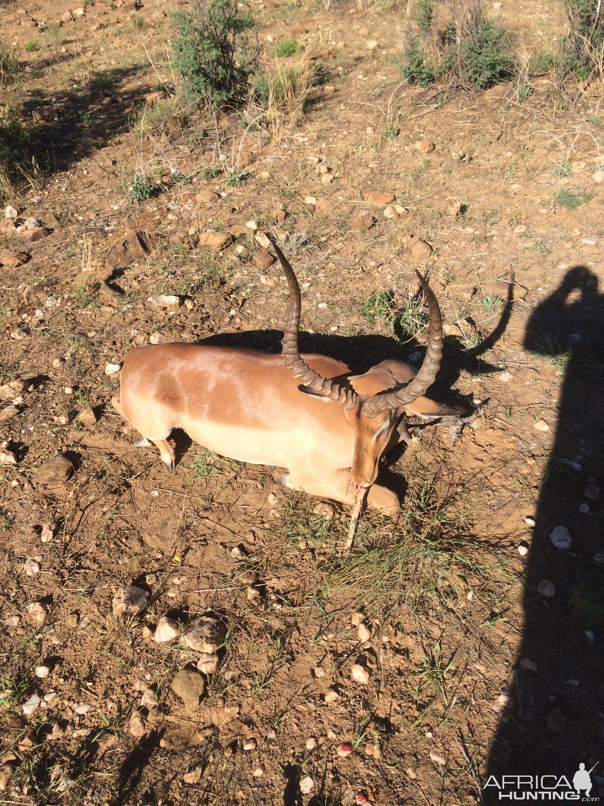 Impala Hunting Namibia