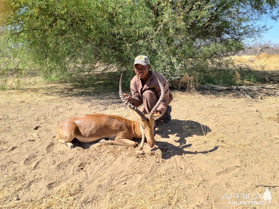 Impala Hunting Namibia