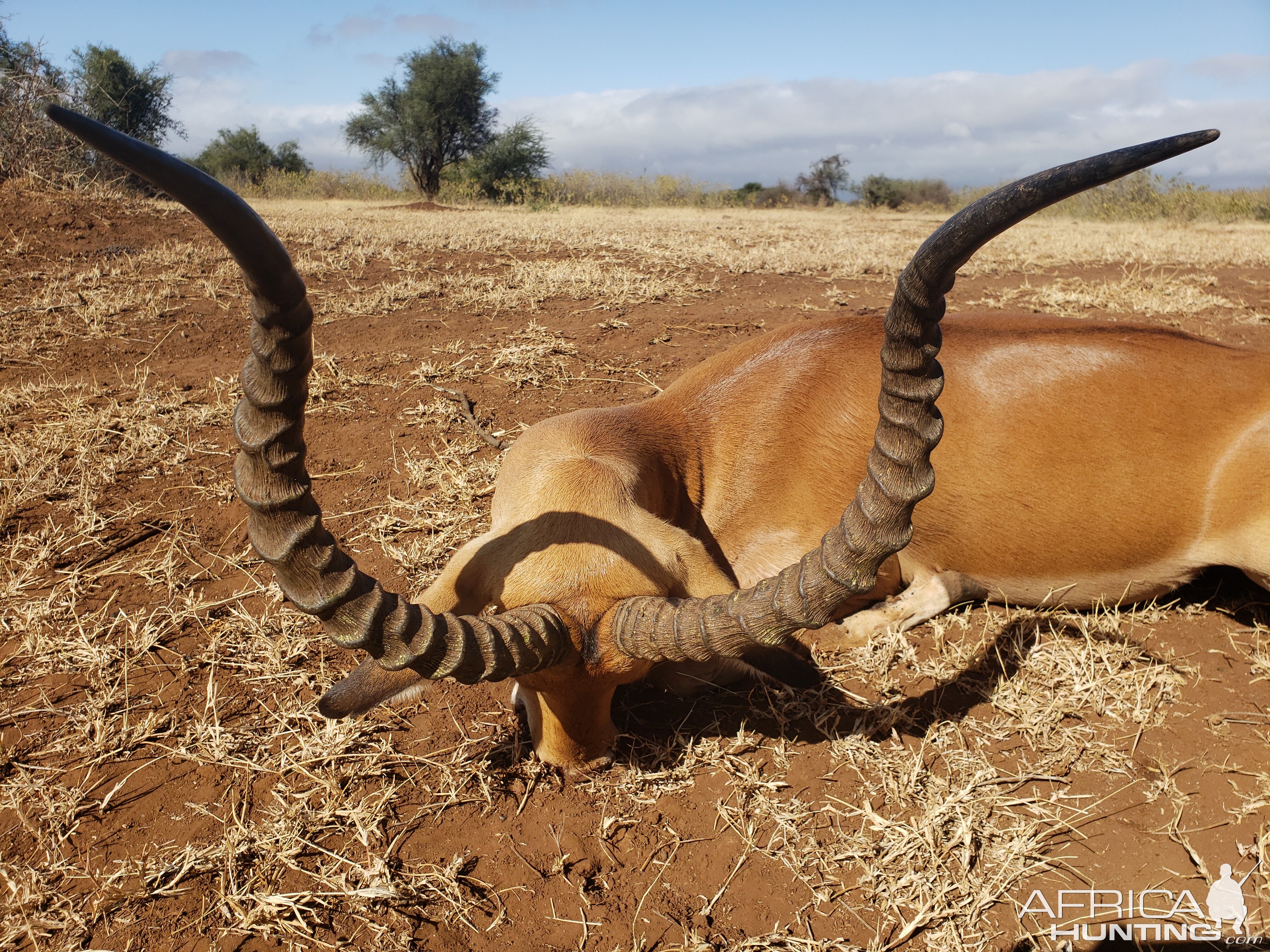 Impala Hunting Tanzania