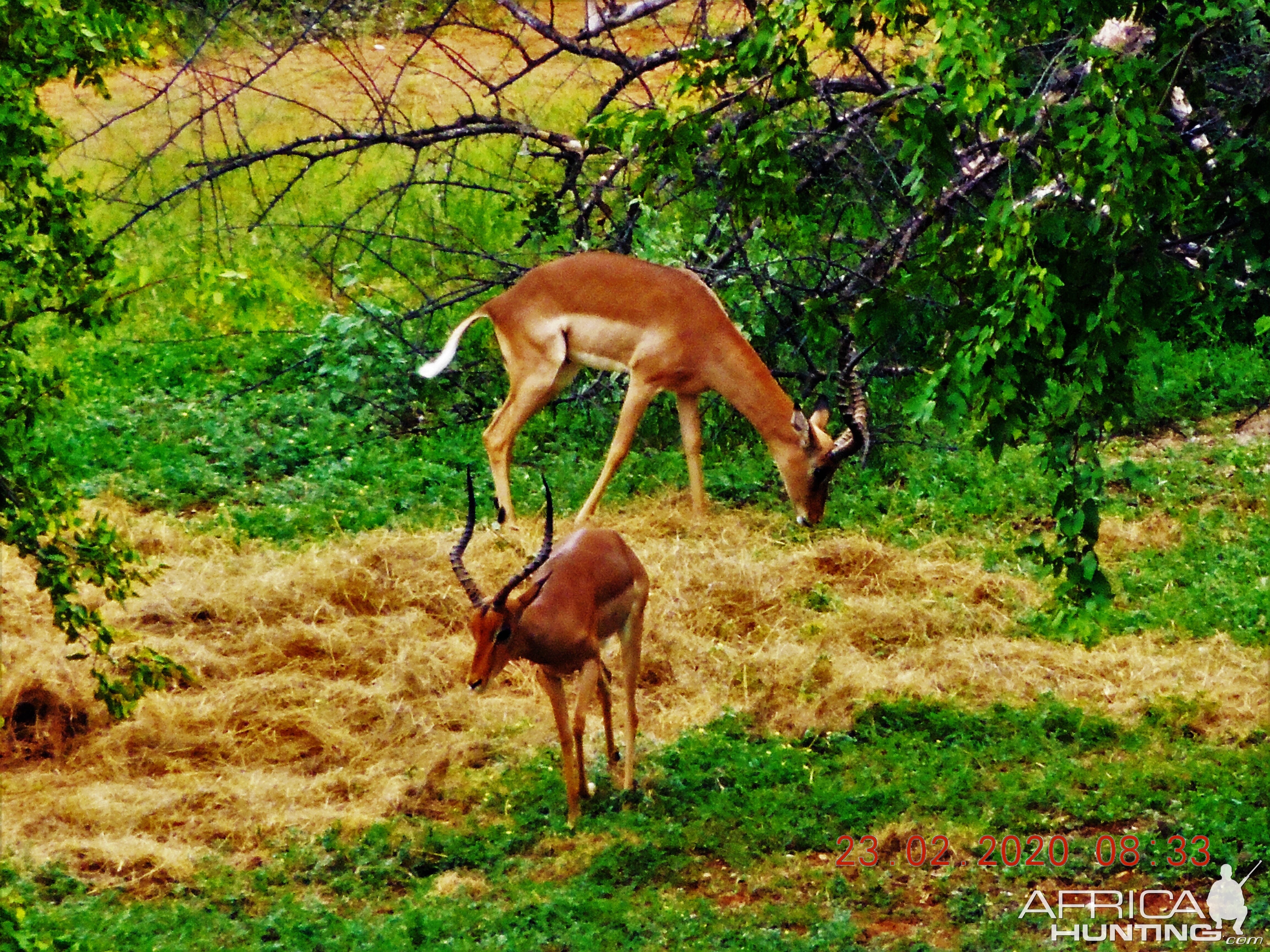 Impala in South Africa