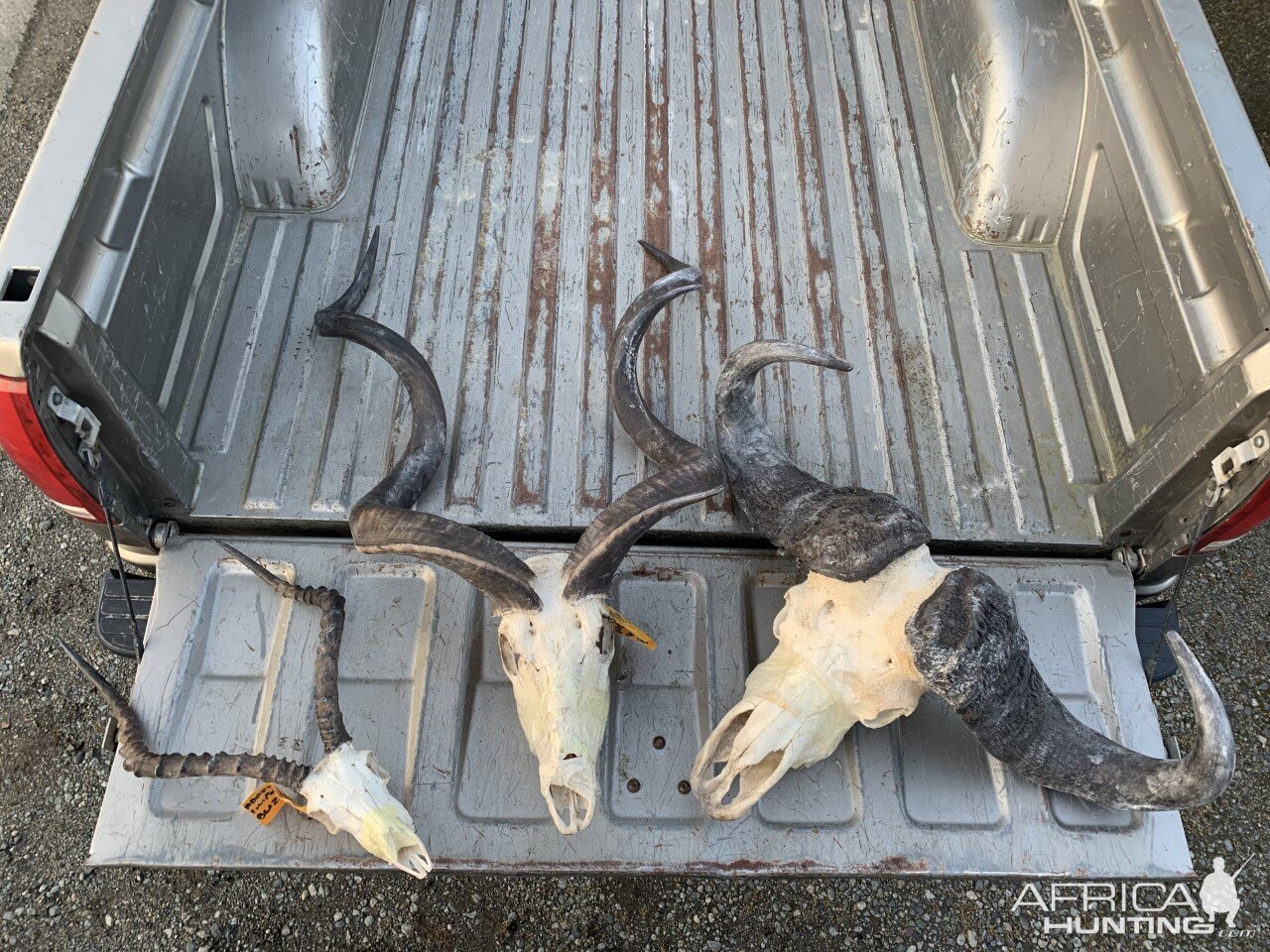 Impala,  Kudu & Cape Buffalo European Skull Mount