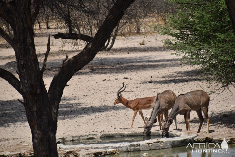 Impala & Kudu Females Namibia