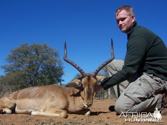 Impala Limpopo South Africa