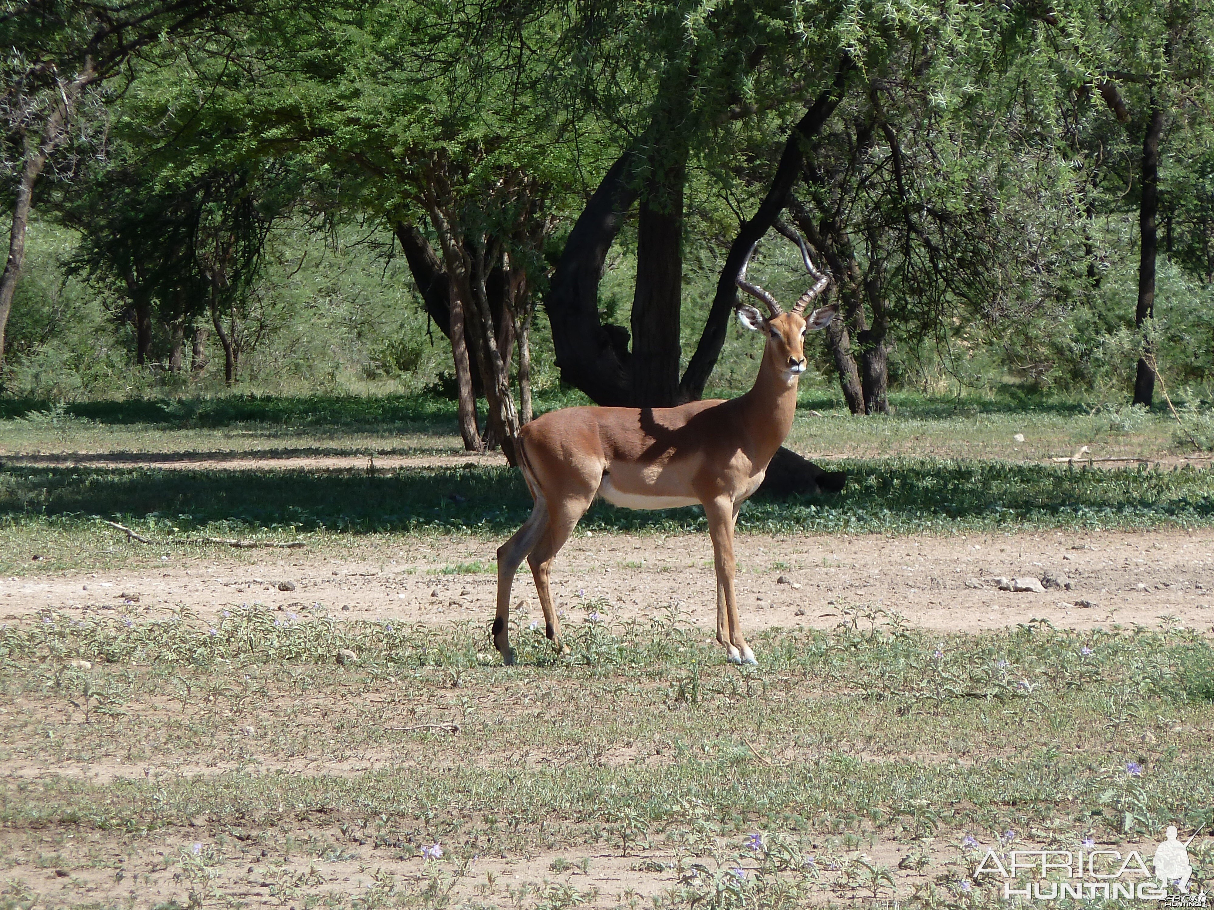 Impala Namibia