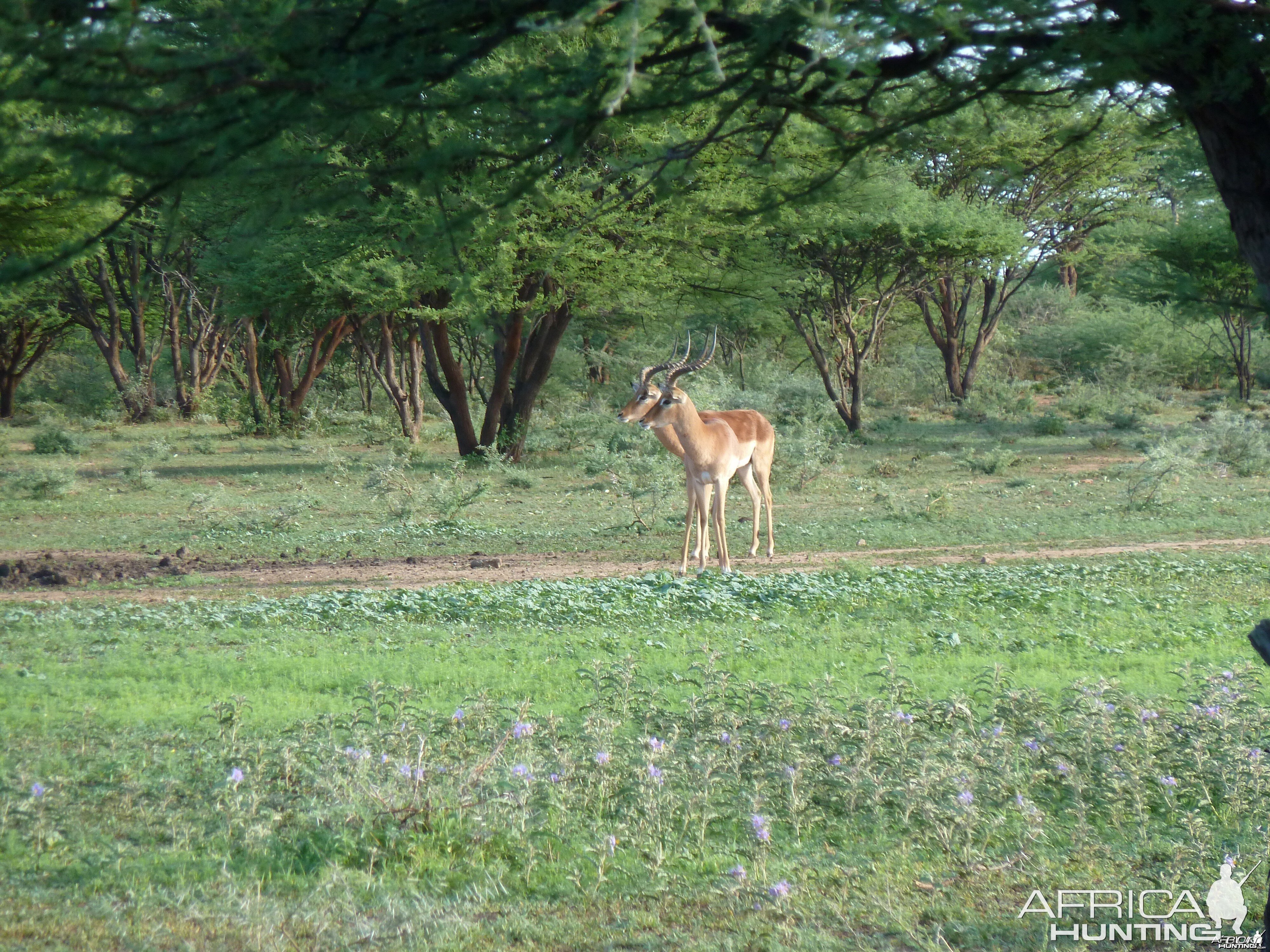 Impala Namibia