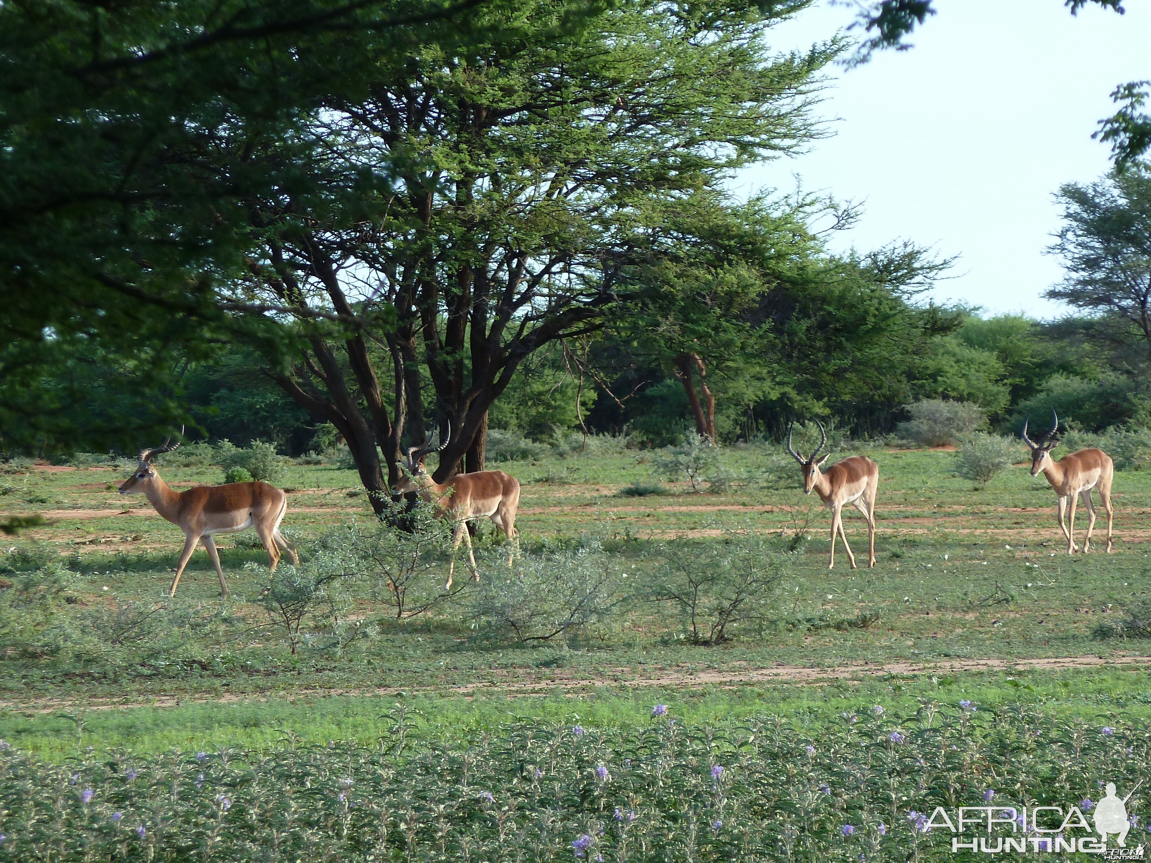 Impala Namibia