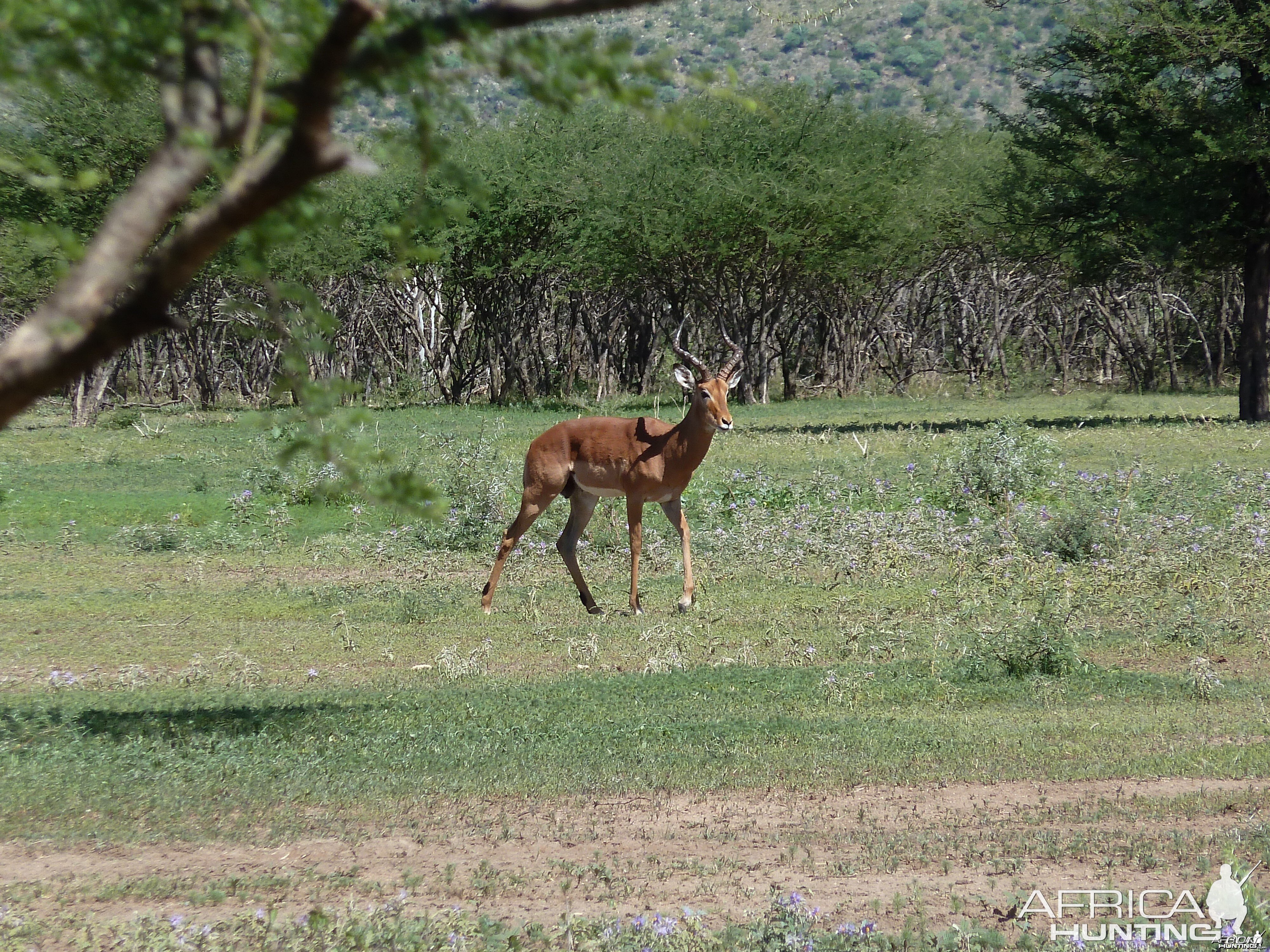 Impala Namibia