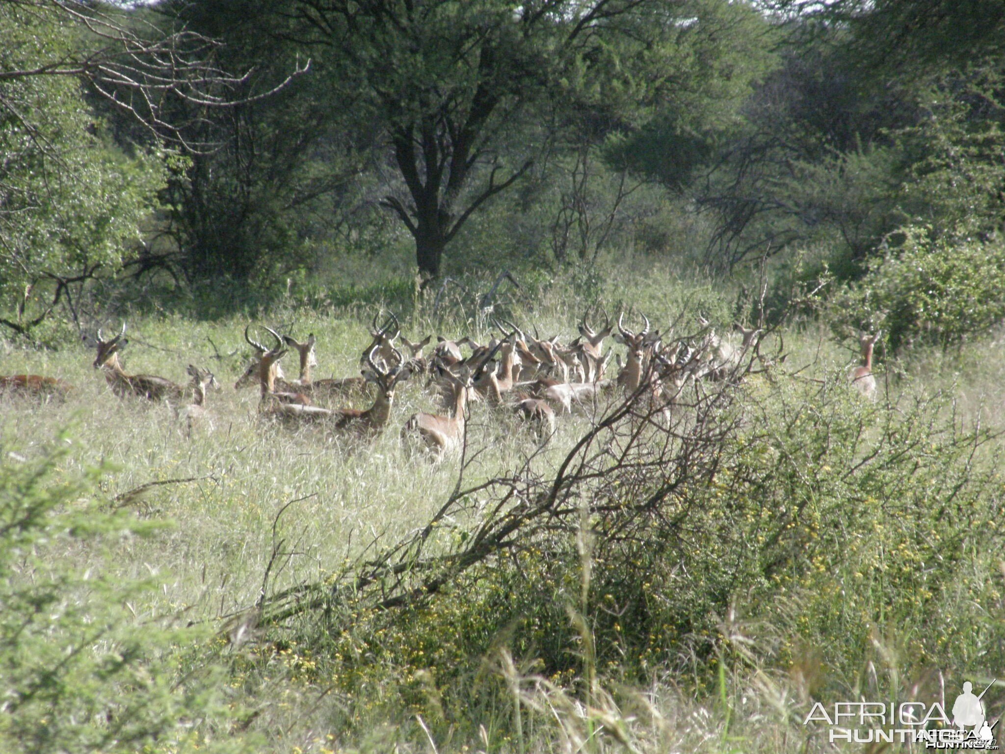 Impala Namibia