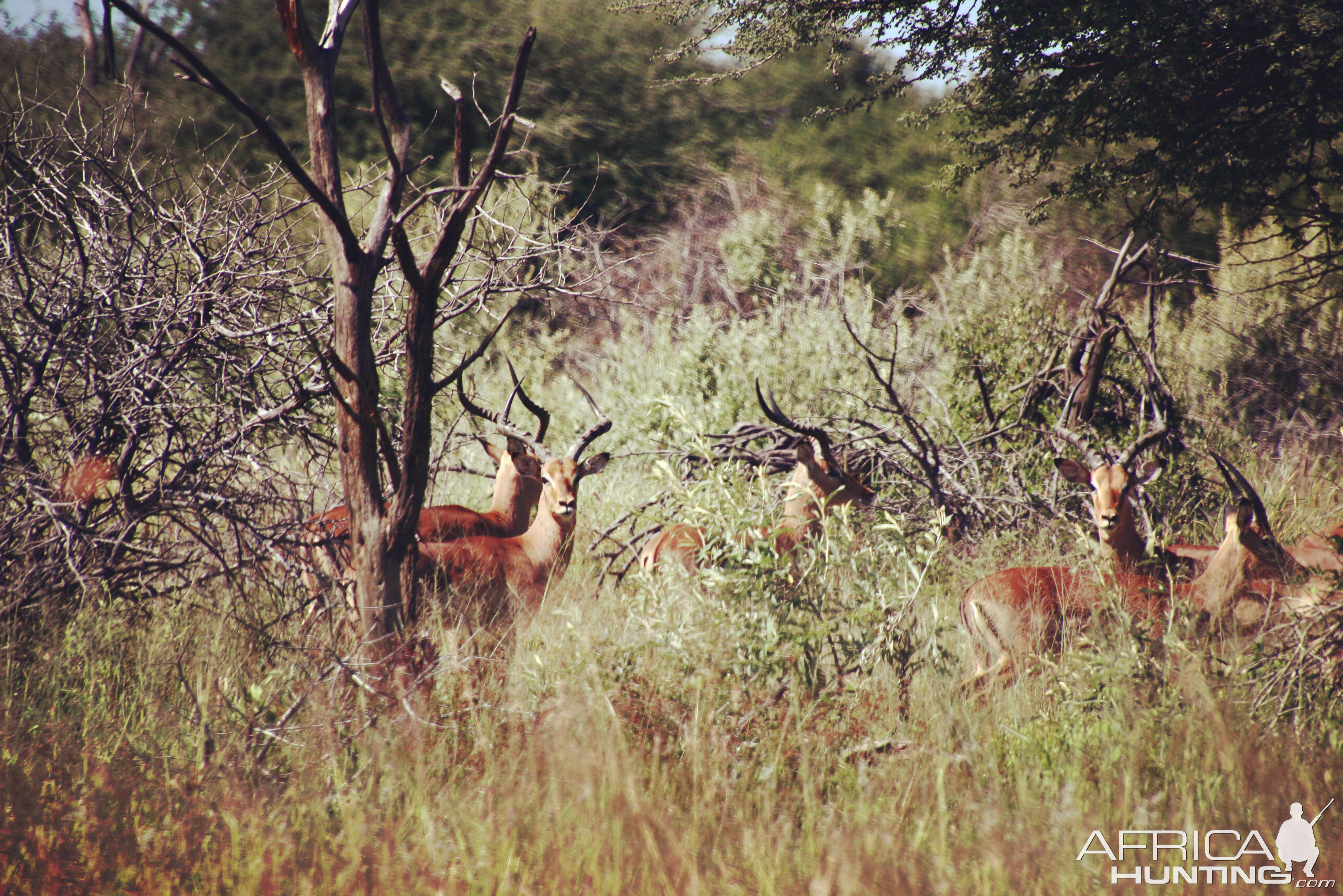 Impala Namibia