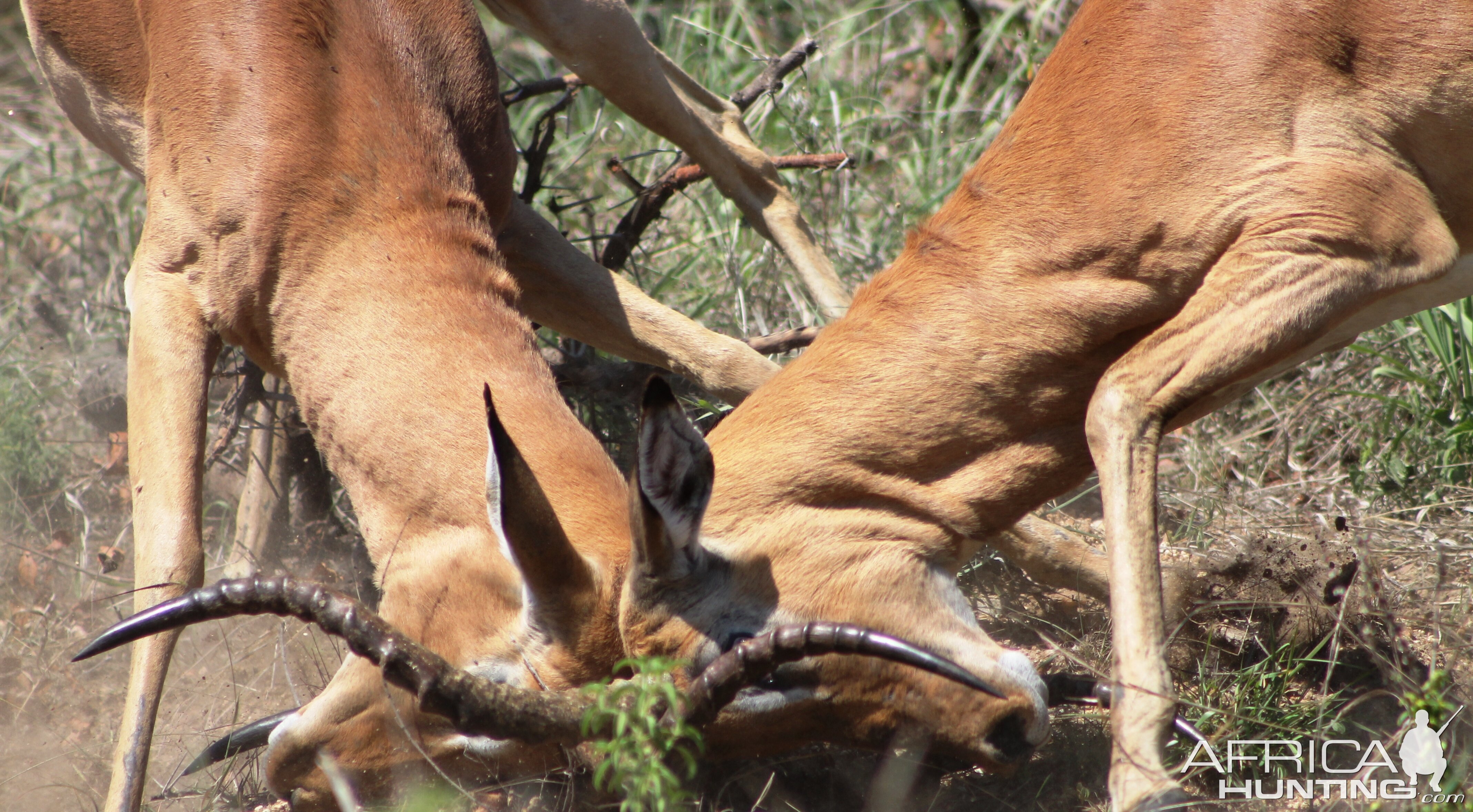 Impala Rams fighting