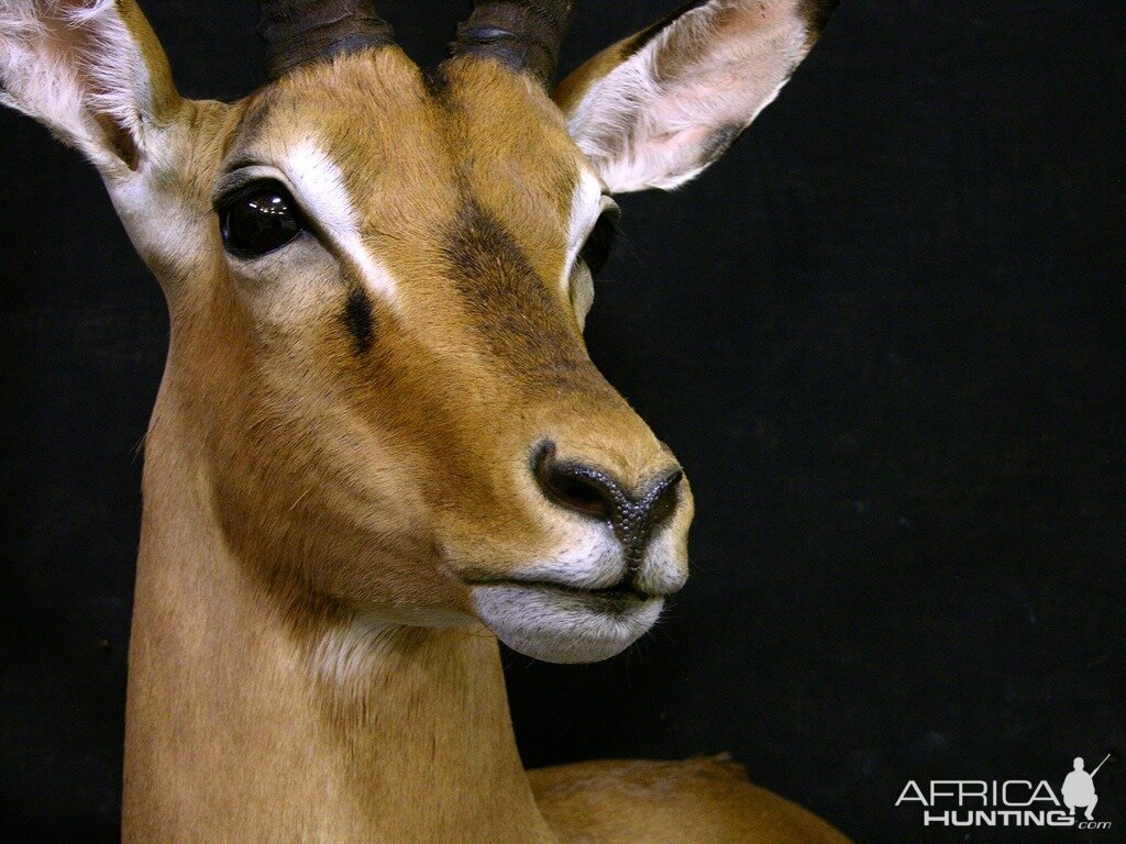 Impala Shoulder Mount Taxidermy Close Up