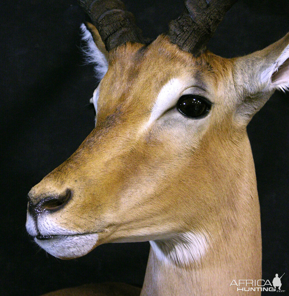 Impala Shoulder Mount Taxidermy Close Up