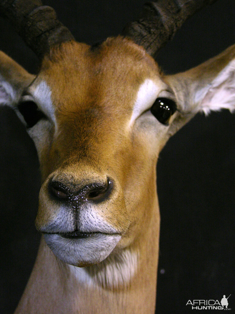 Impala Shoulder Mount Taxidermy Close Up