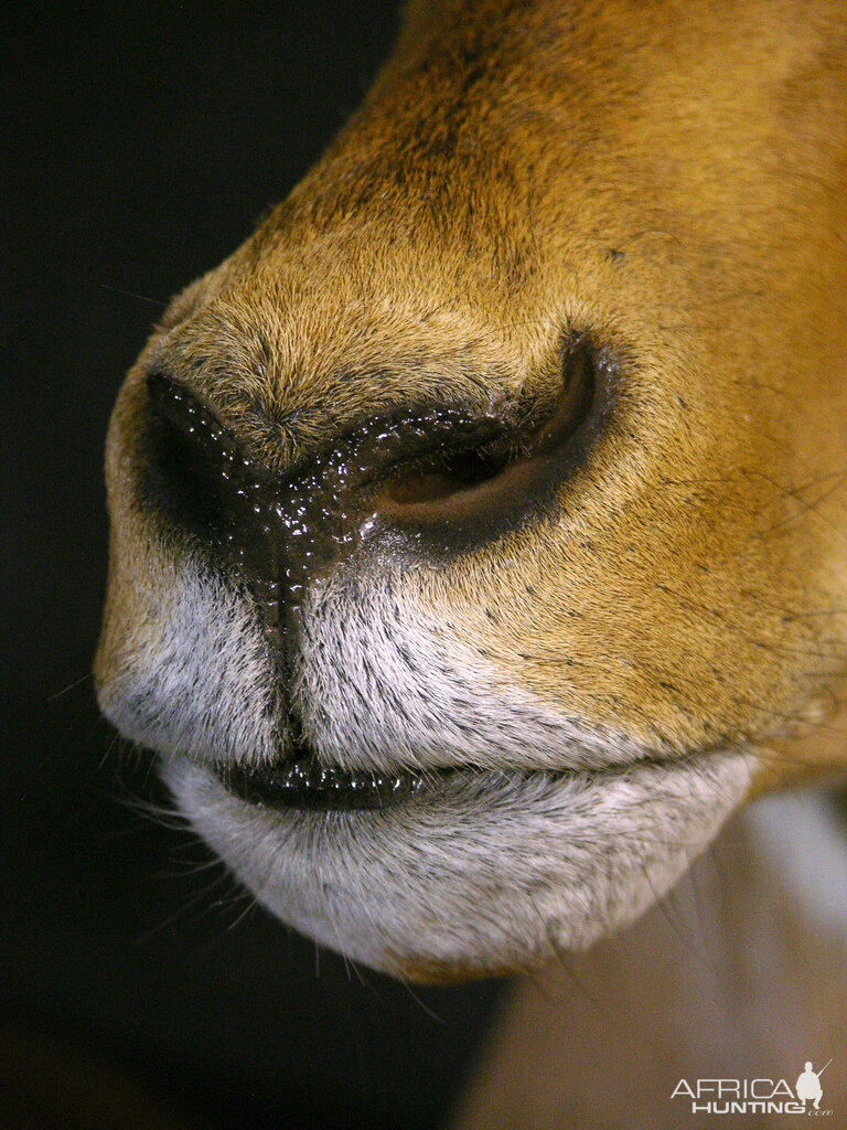 Impala Shoulder Mount Taxidermy Close Up