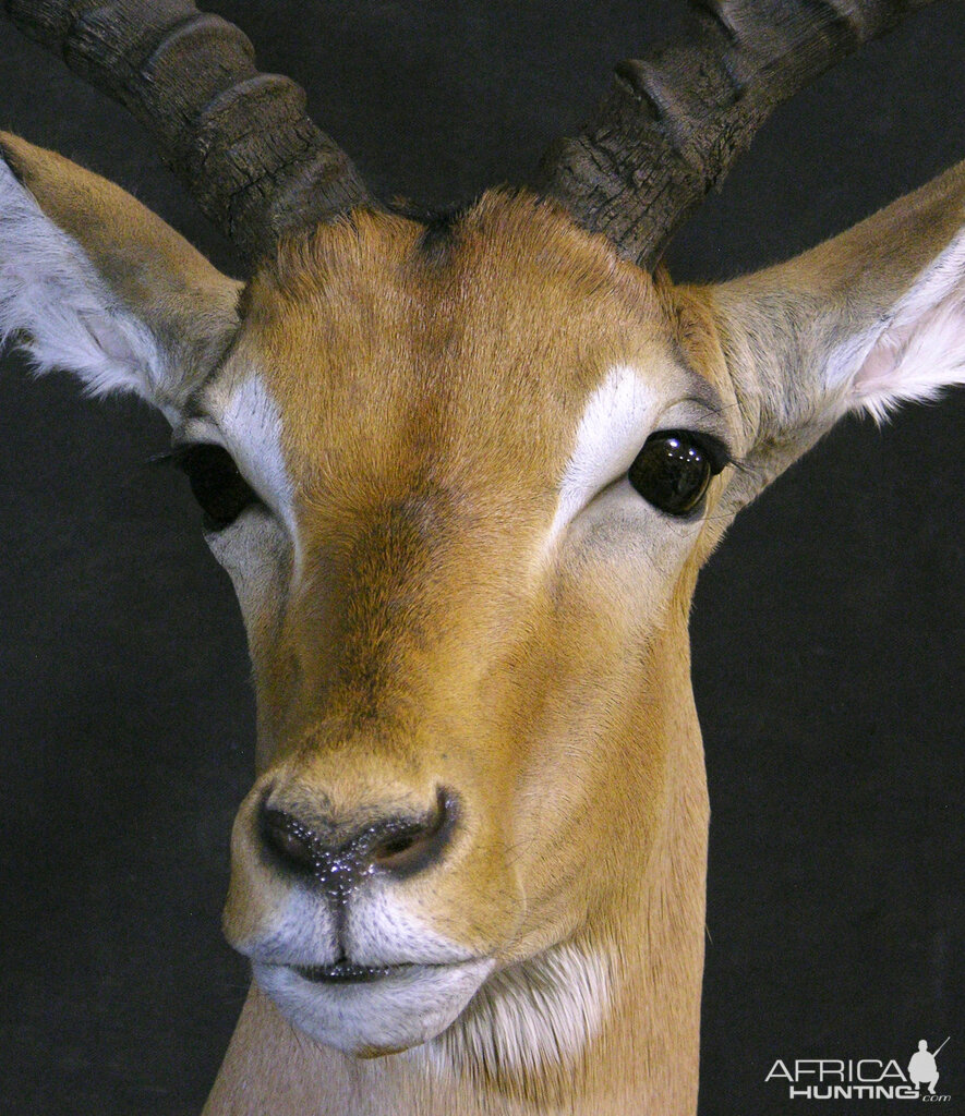 Impala Shoulder Mount Taxidermy Close Up