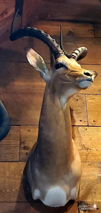 Impala Shoulder Mount Taxidermy