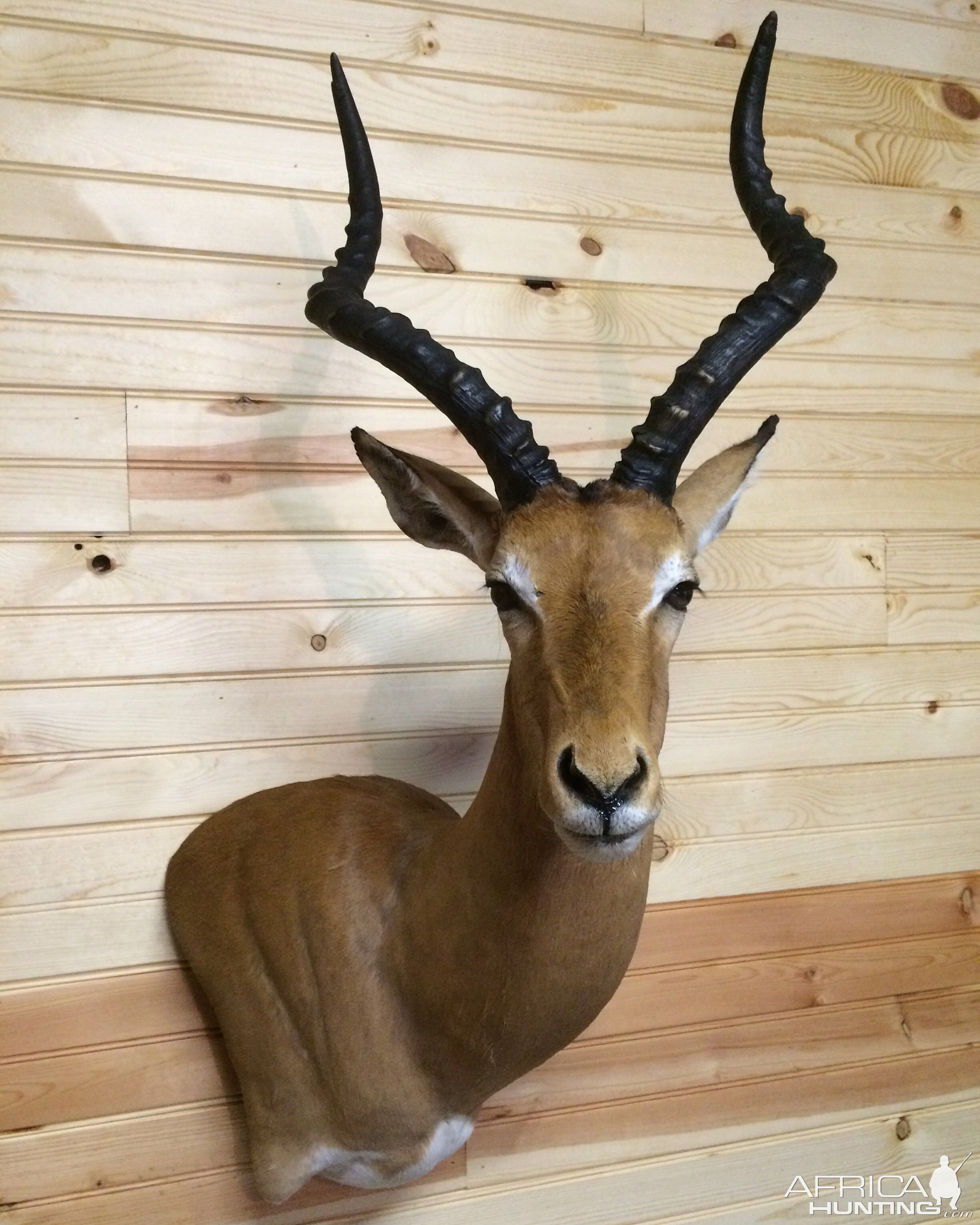 Impala Shoulder Mount Taxidermy