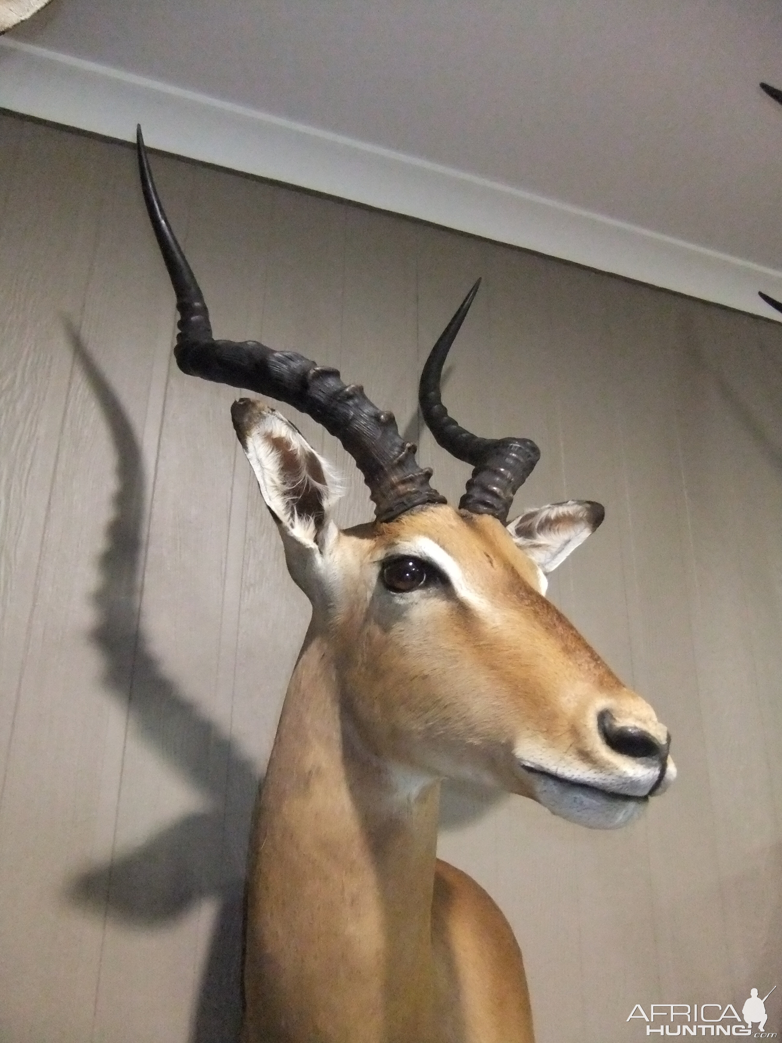 Impala Shoulder Mount Taxidermy