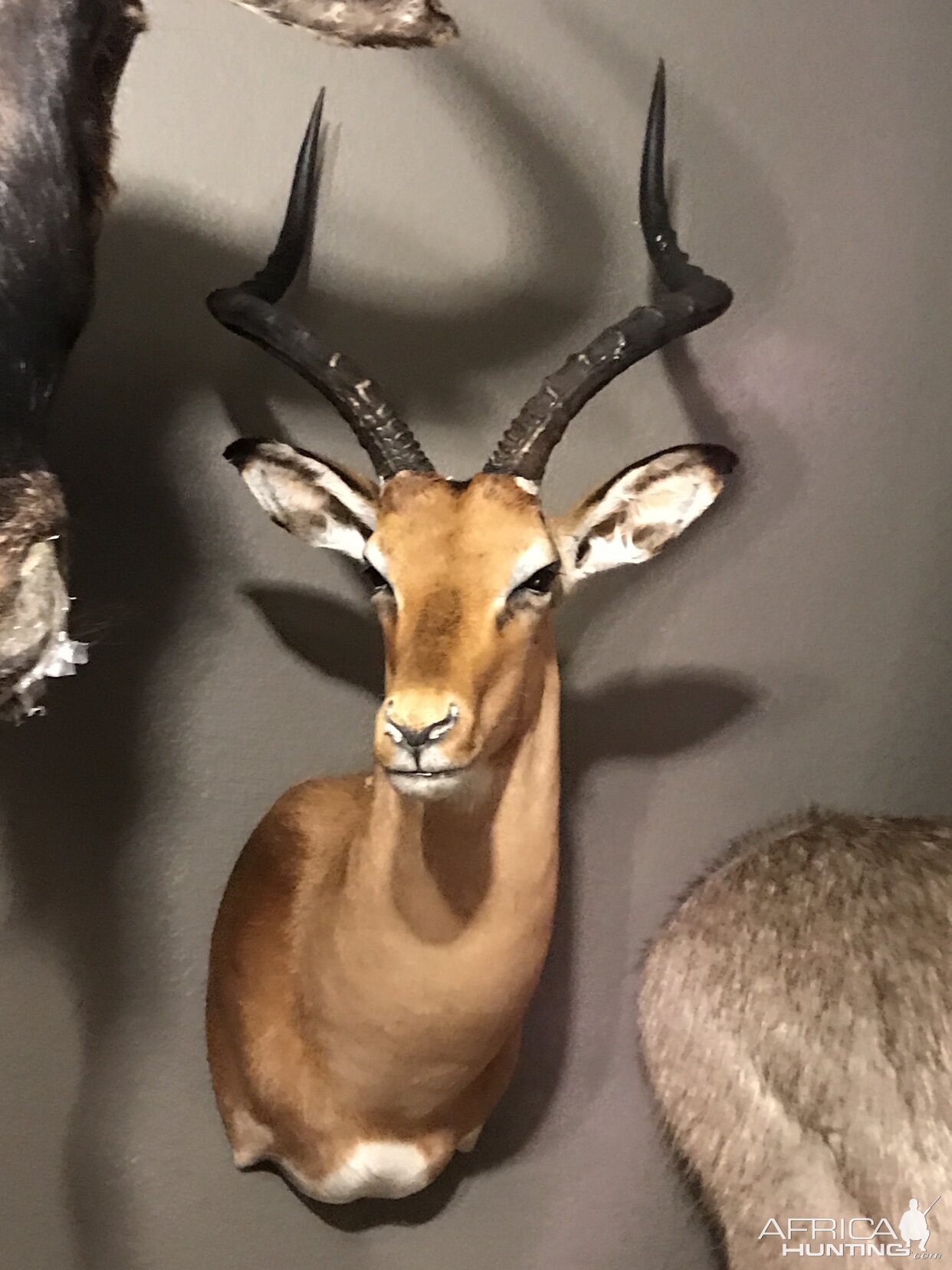 Impala Shoulder Mount Taxidermy