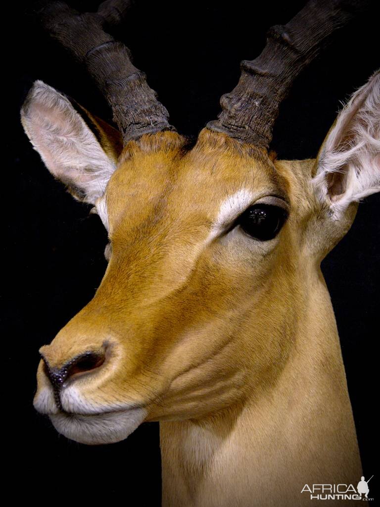 Impala Shoulder Mount Taxidermy