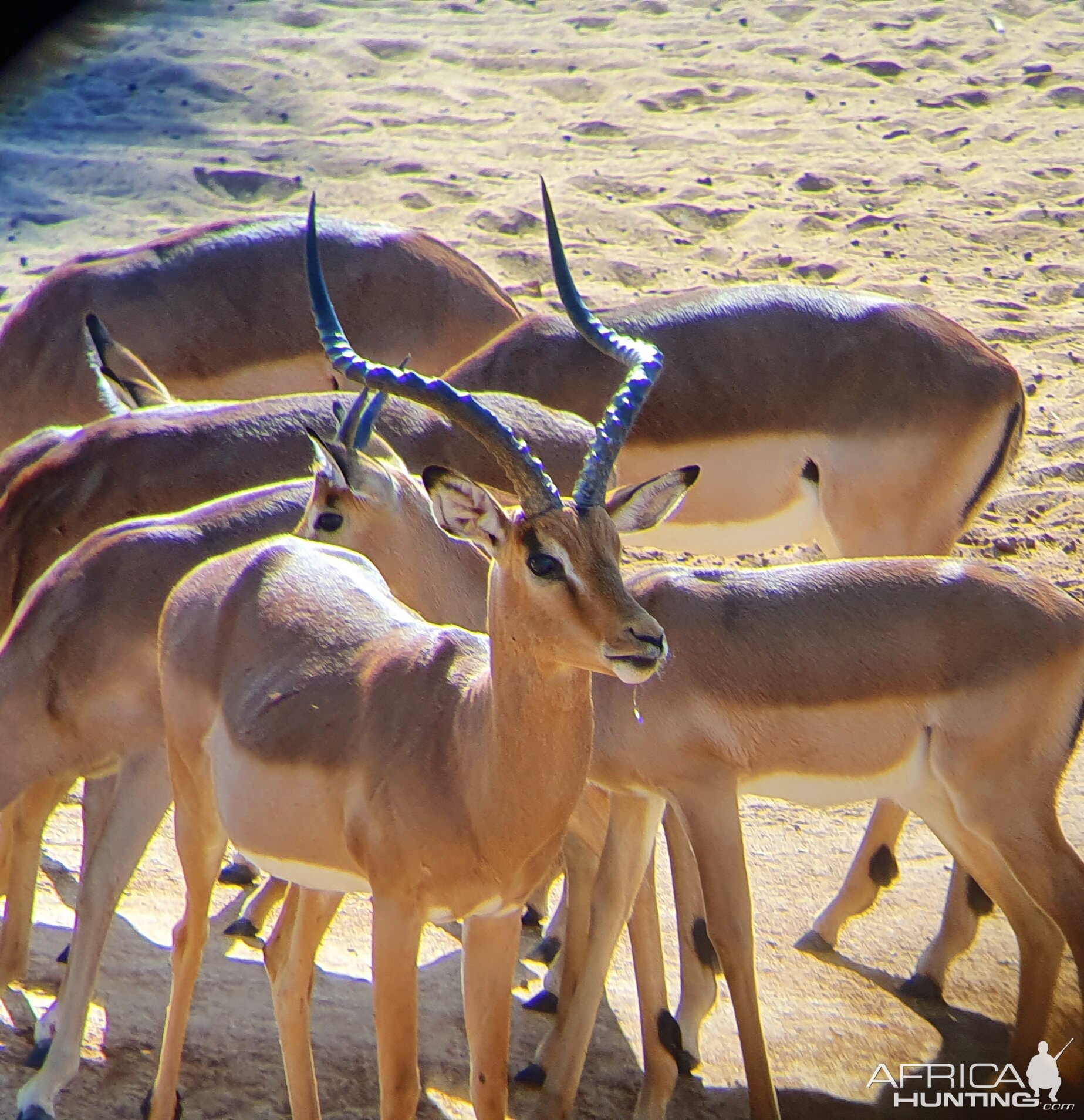 Impala South Africa