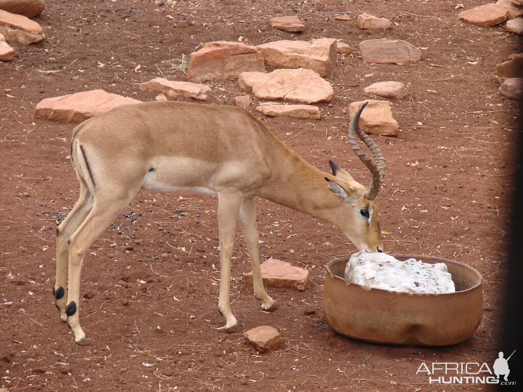 Impala South Africa