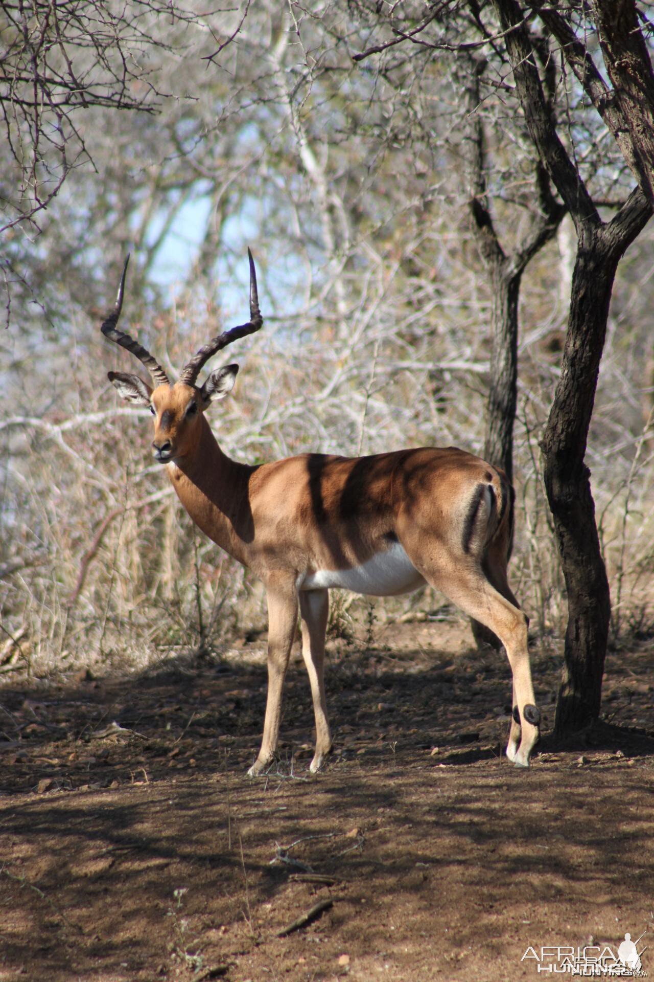 Impala South Africa