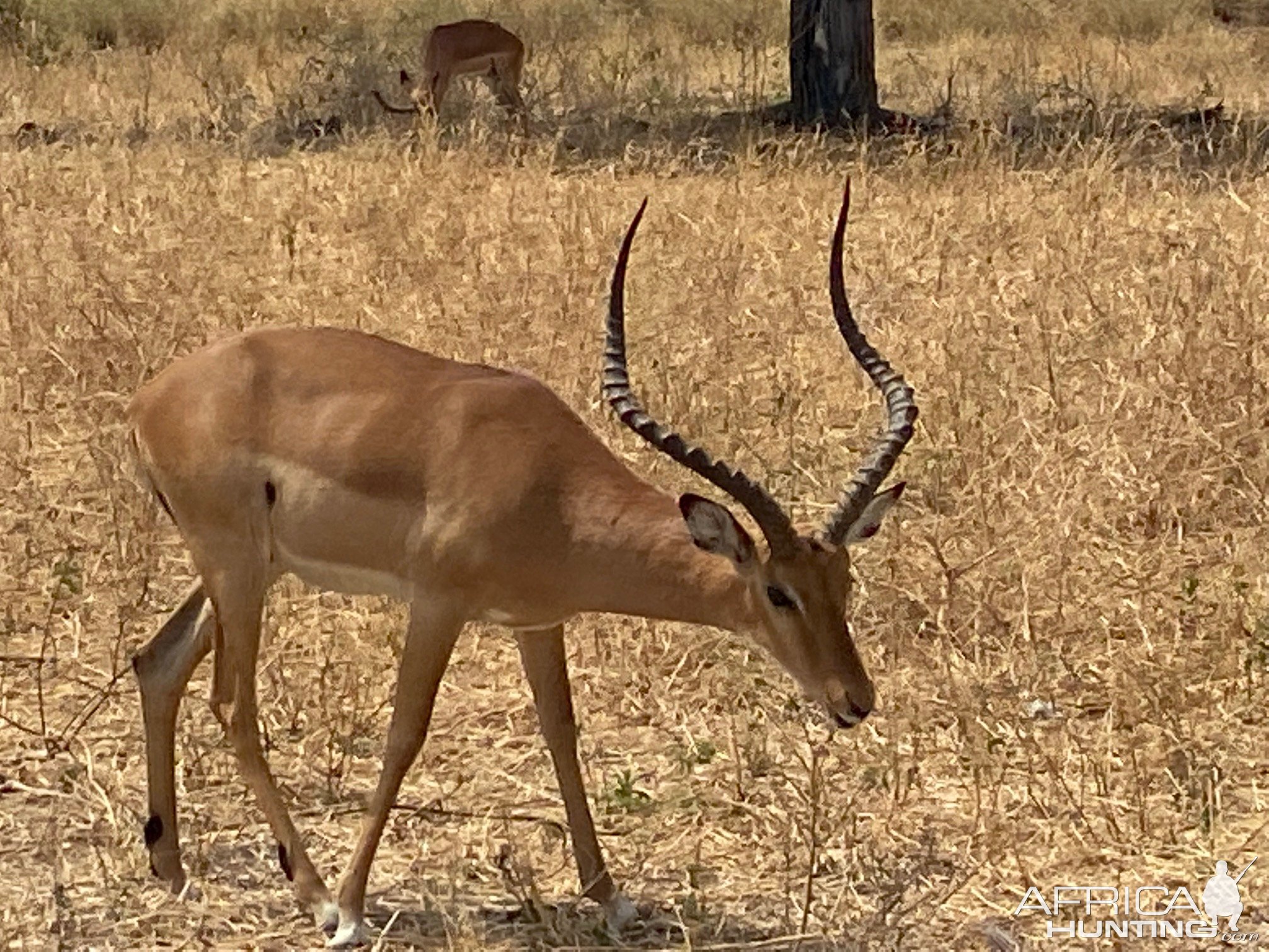 Impala Tarangire National Park Tanzania