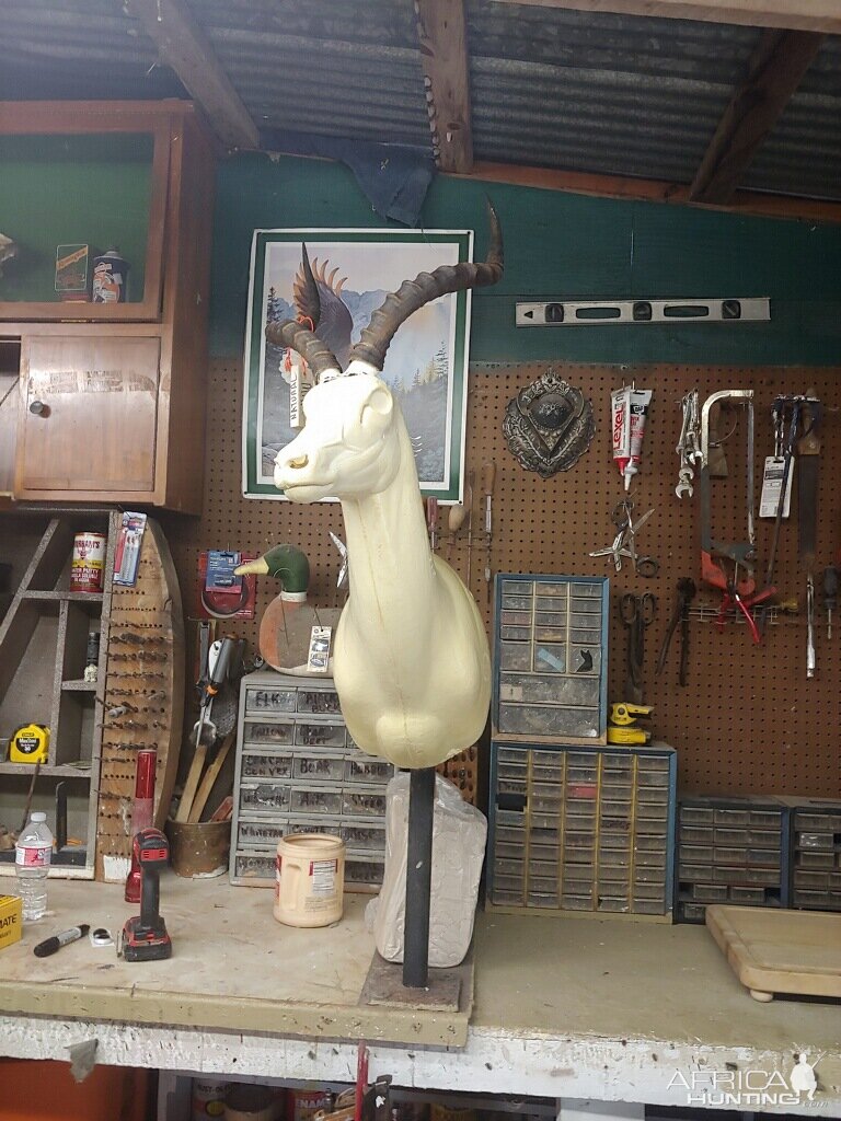 Impala Taxidermy Progress