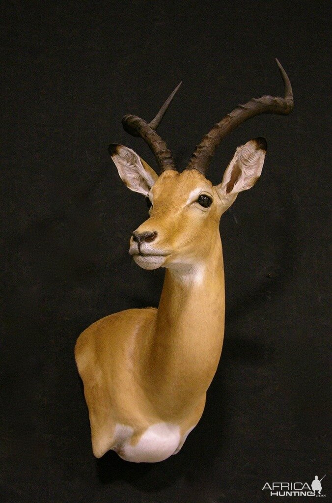 Impala Taxidermy